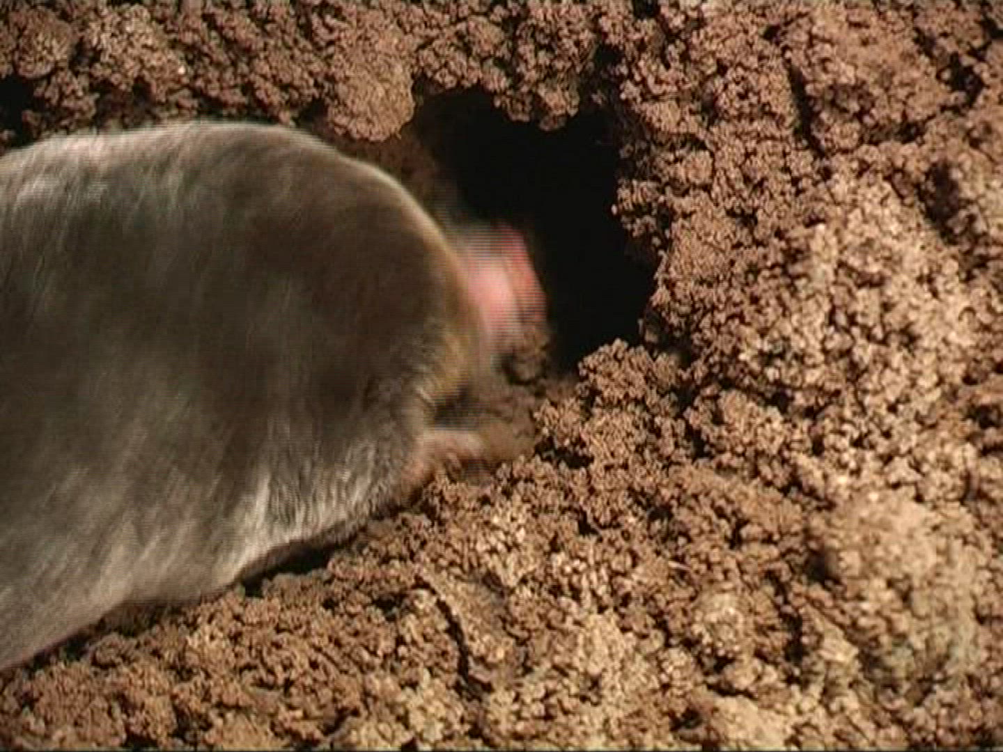 808162630 / Mole / Earth / Digging
