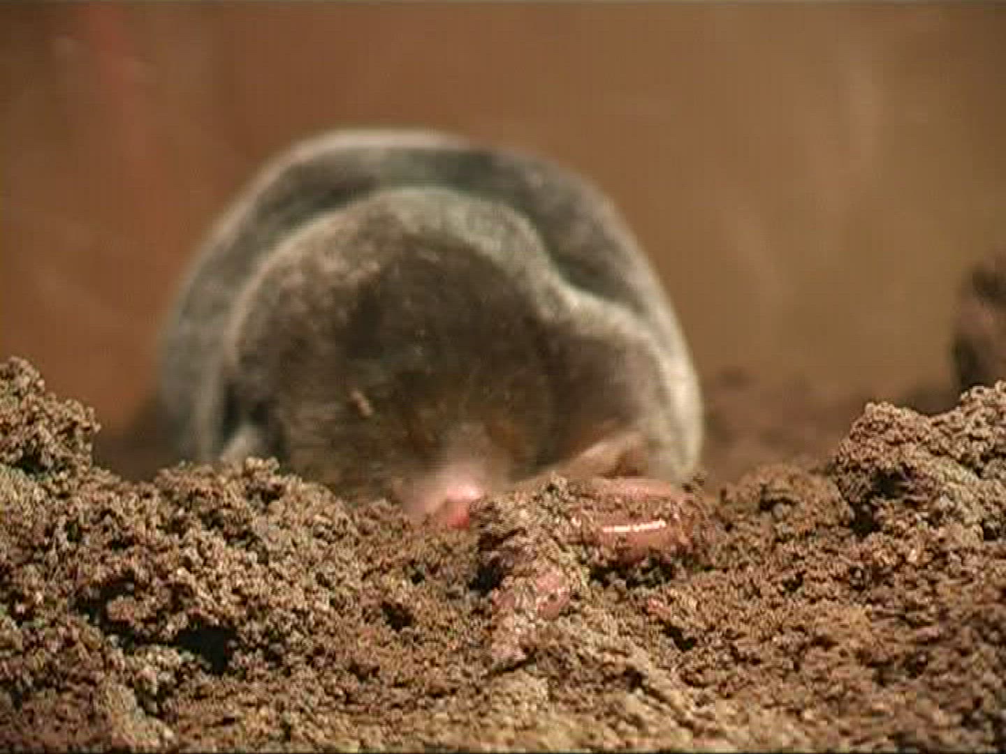 514000453 / Mole / Earth / Digging