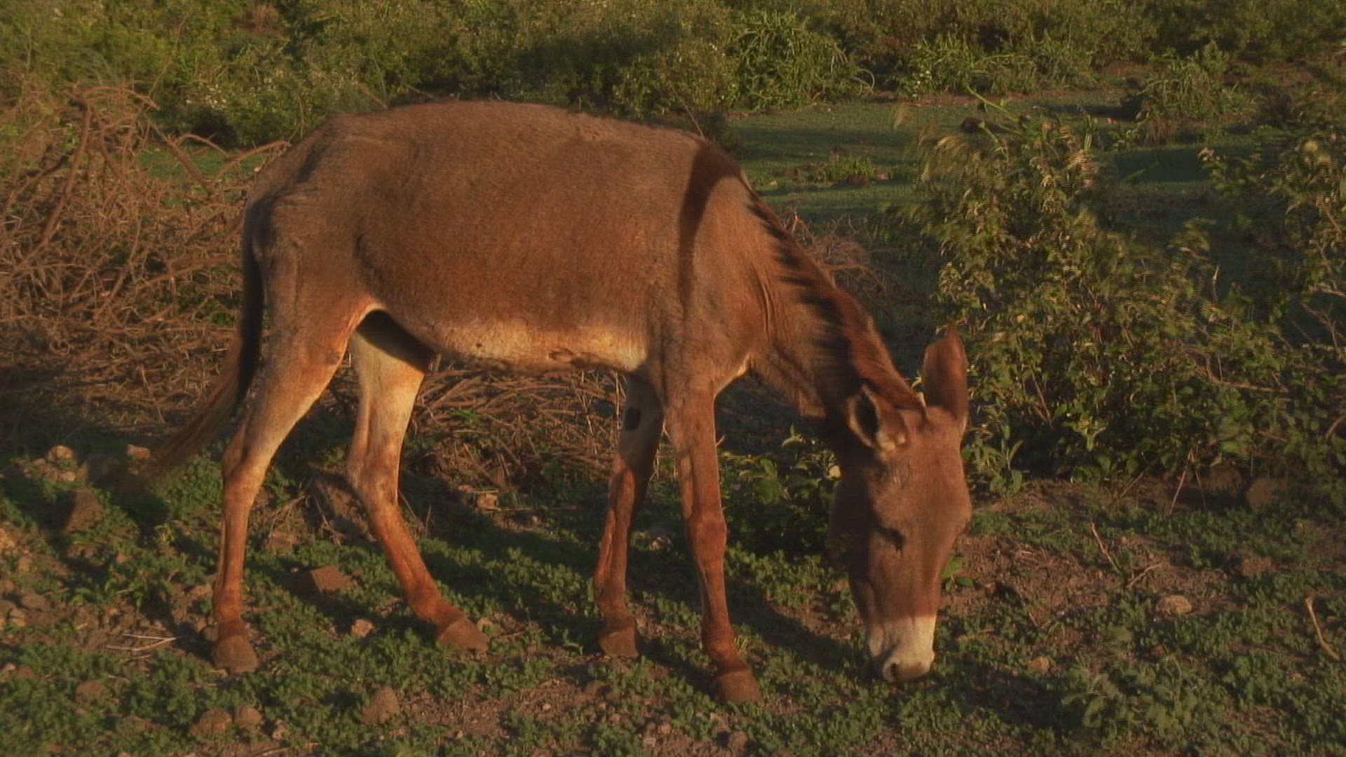 164645529 / Donkey / Ngorongoro / Tanzania