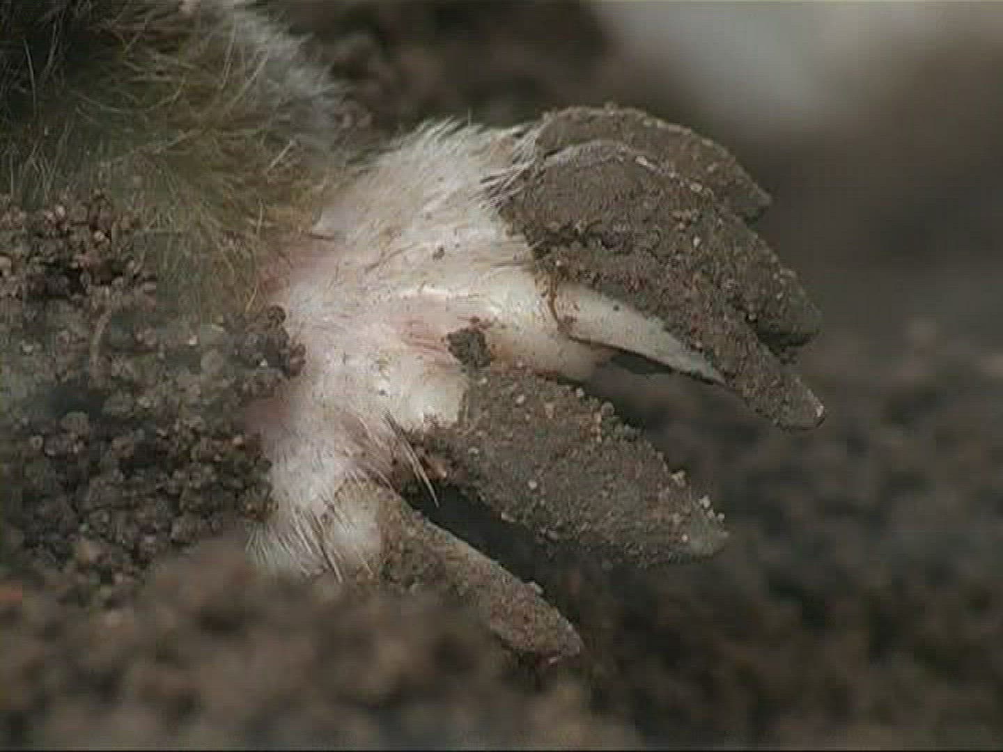 577712885 / Mole / Body Part