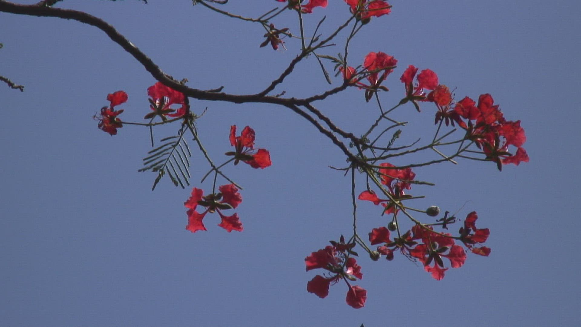 229920602 / Flamboyant / Tanzania