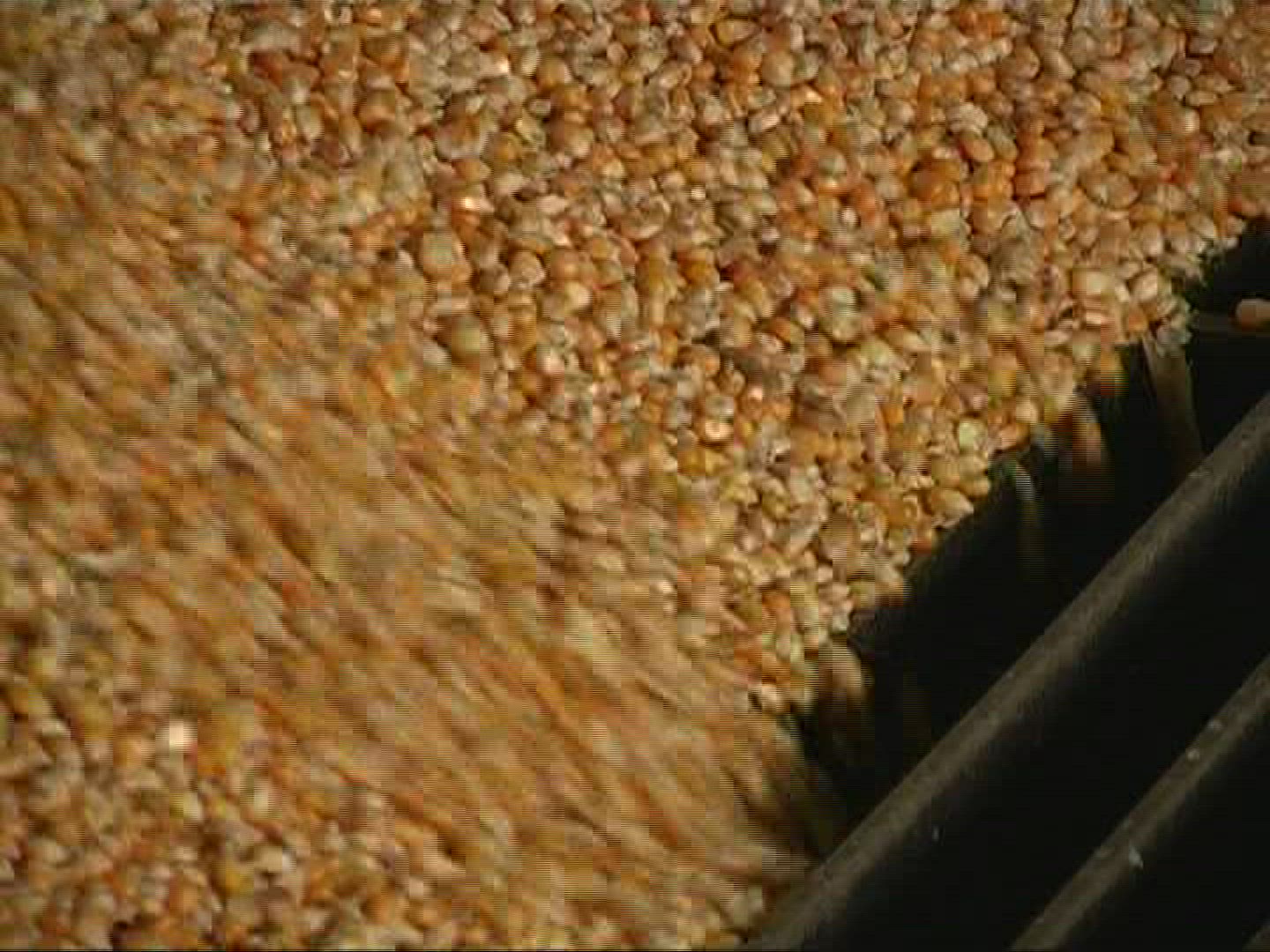 202201595 / Cornfield / Harvest / Germany