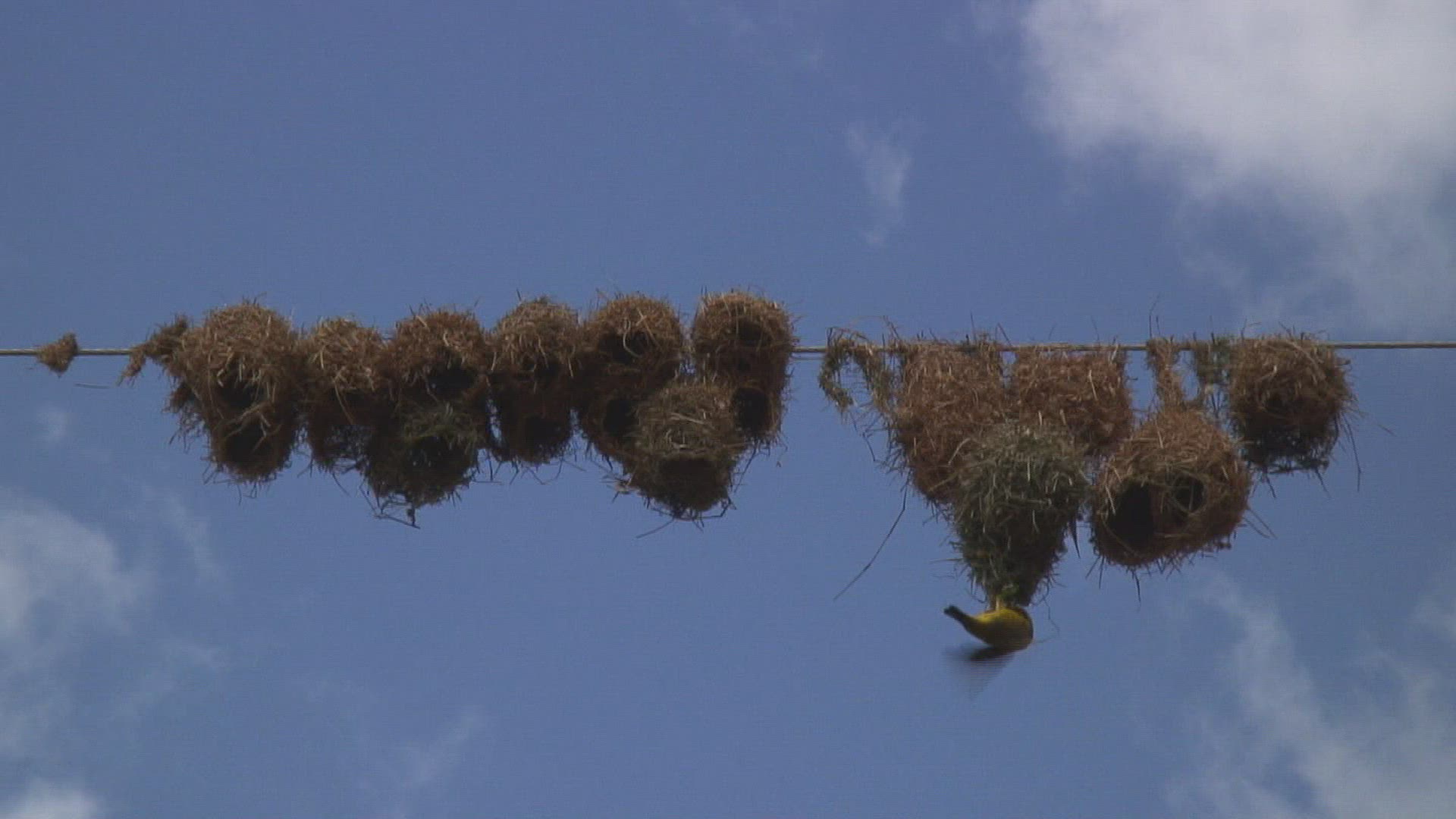 608558829 / Bird Nest / Baya / Tanzania