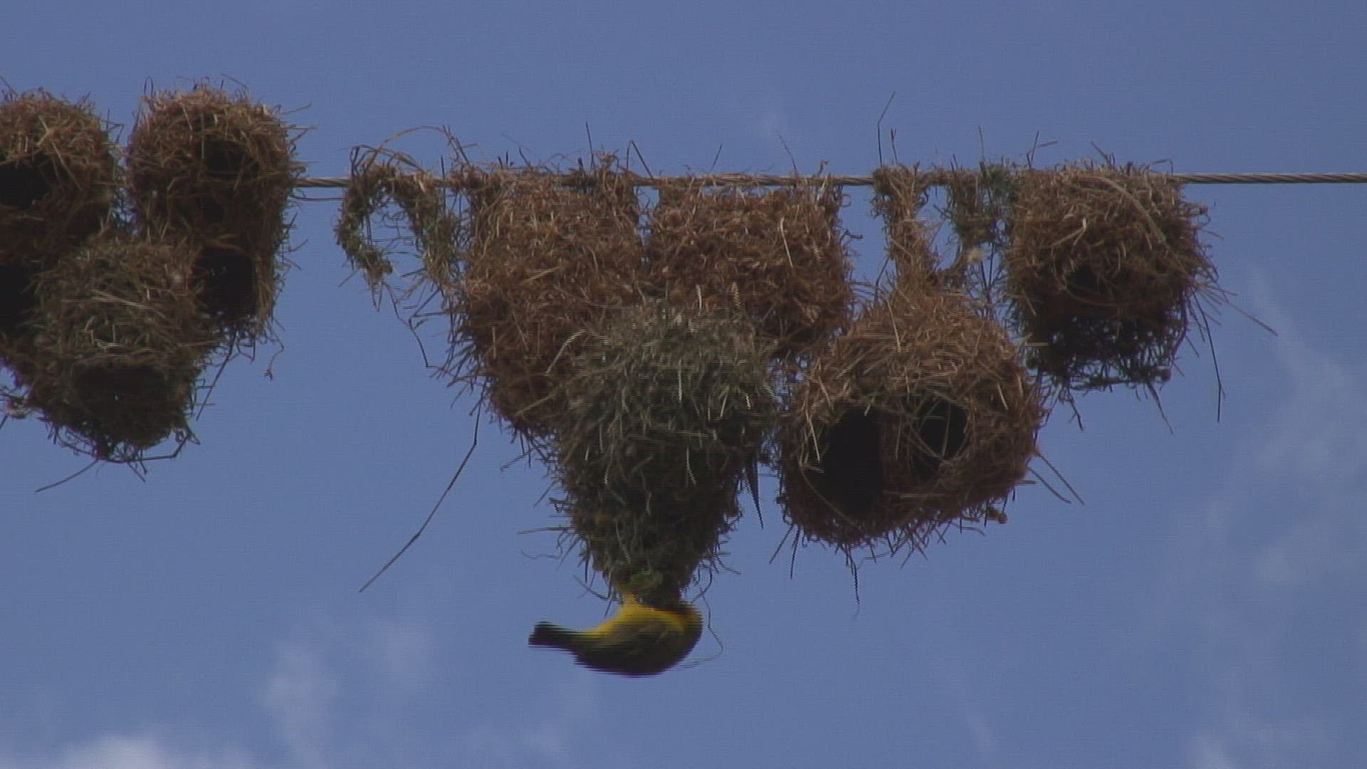 190113714 / Bird Nest / Baya / Tanzania