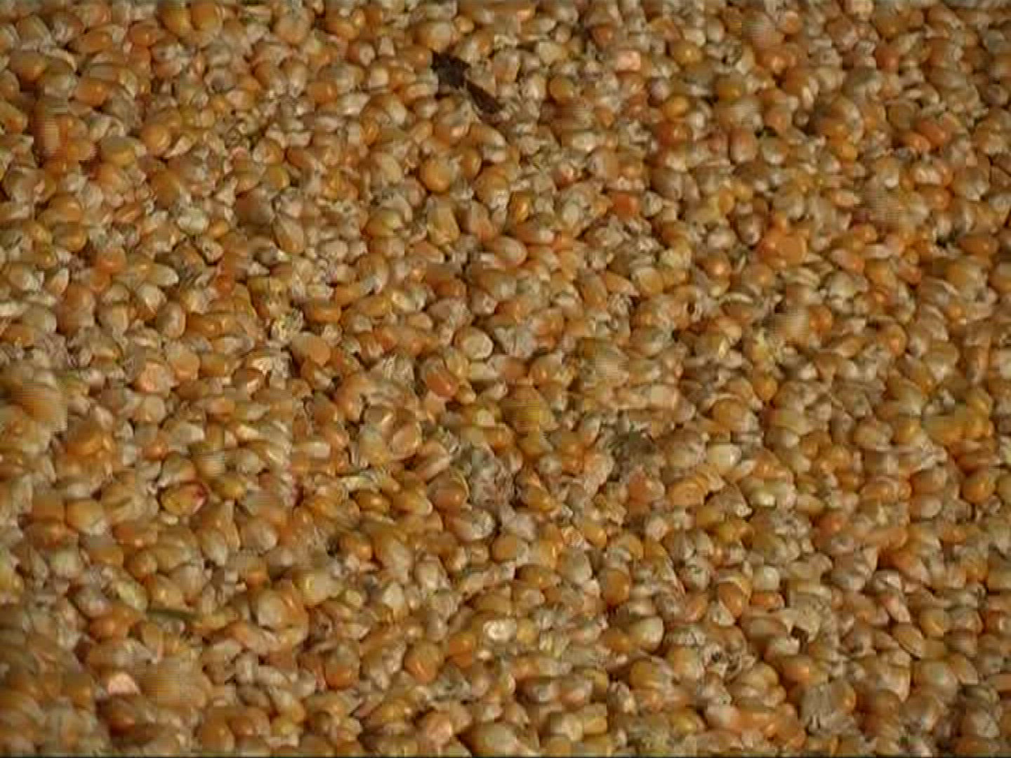 430270493 / Cornfield / Harvest / Germany