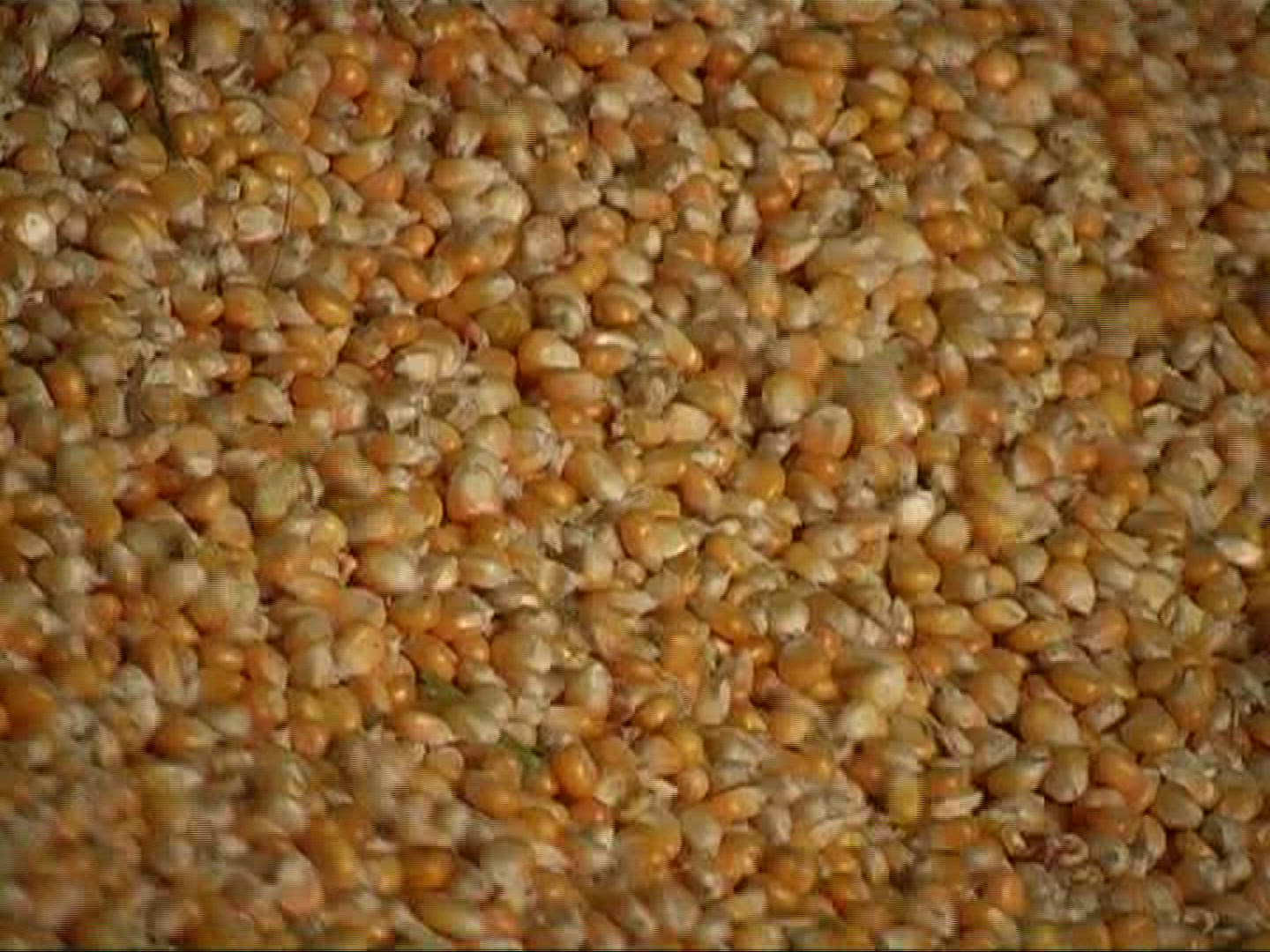 984099088 / Cornfield / Harvest / Germany