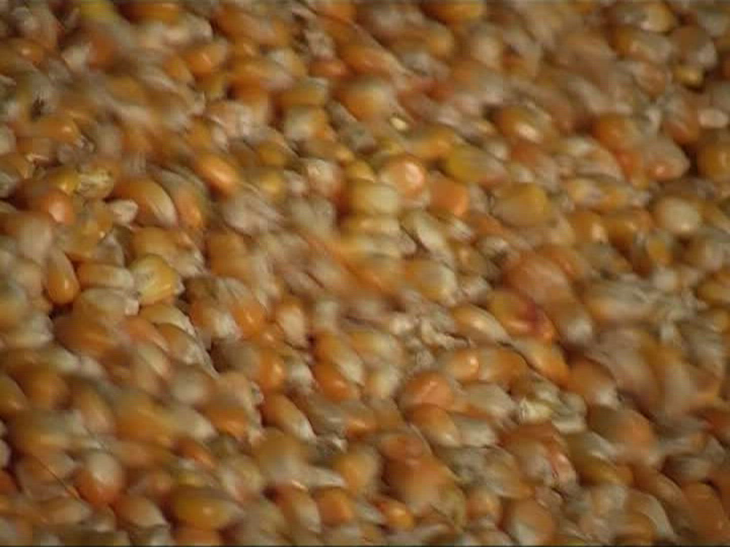 773400437 / Cornfield / Harvest / Germany