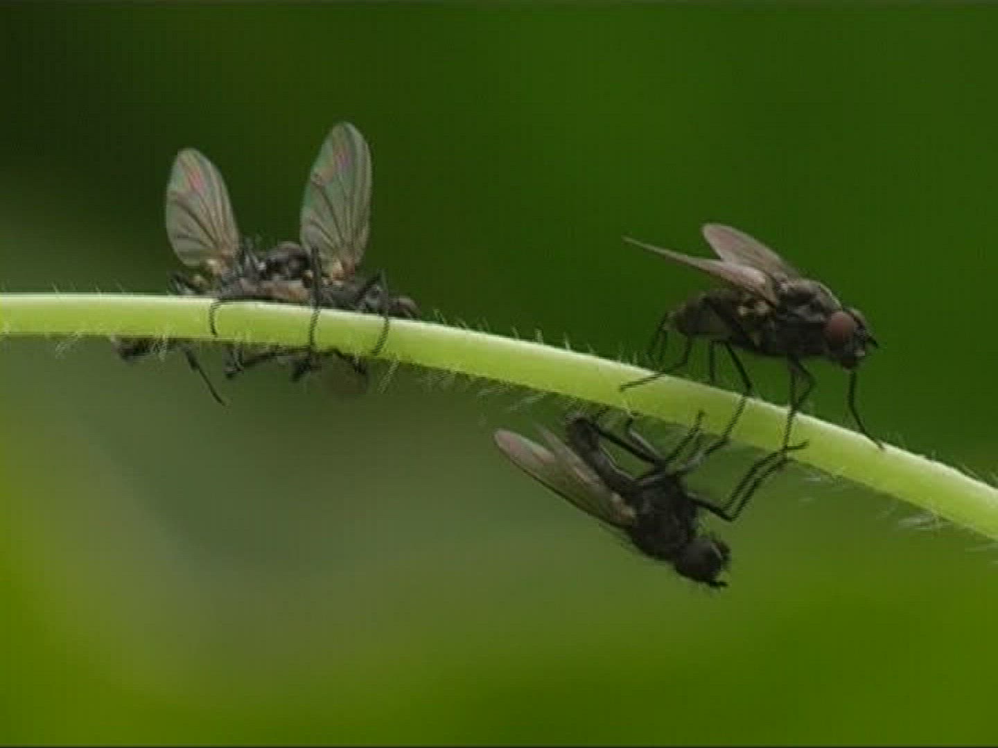 199529774 / Fly / Leaf / Stipe