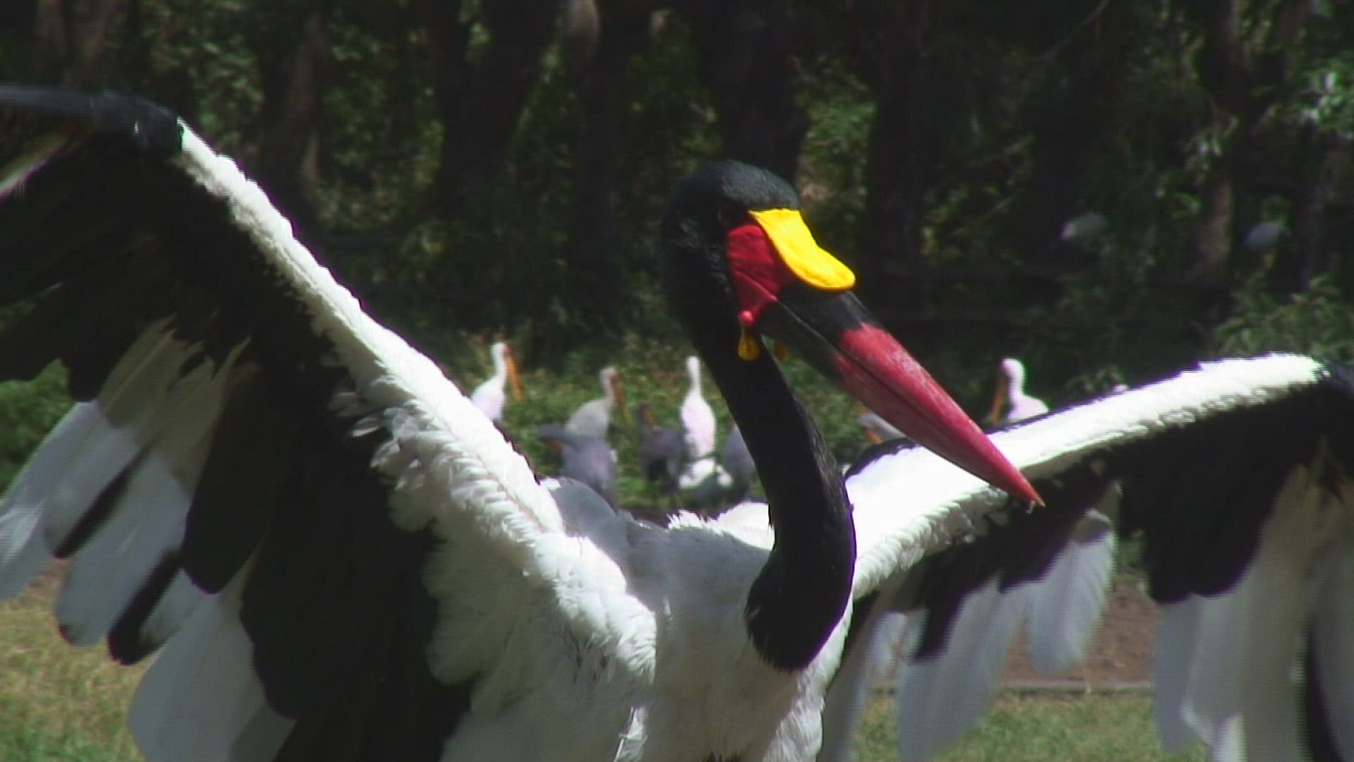 192658894 / Saddle-billed Stork / Bird / Tanzania