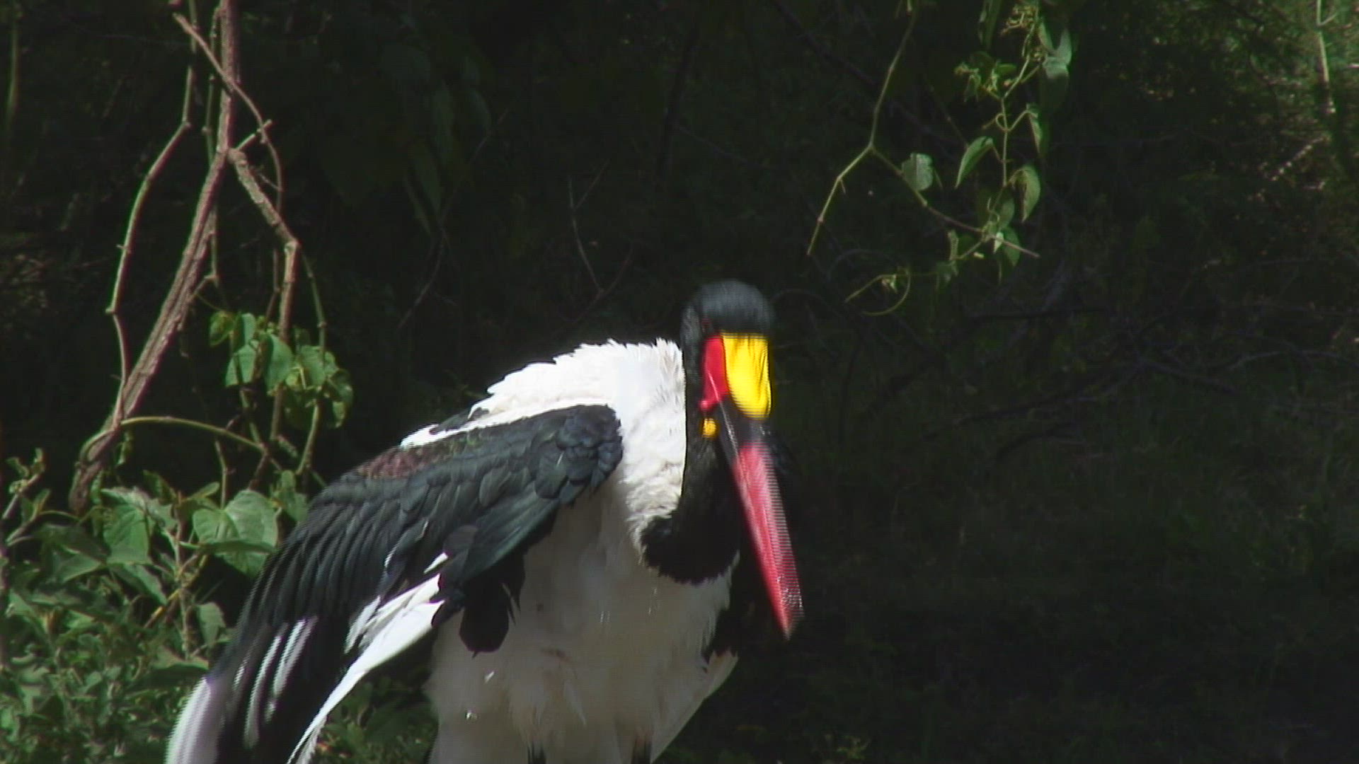 131841883 / Saddle-billed Stork / Bird / Tanzania