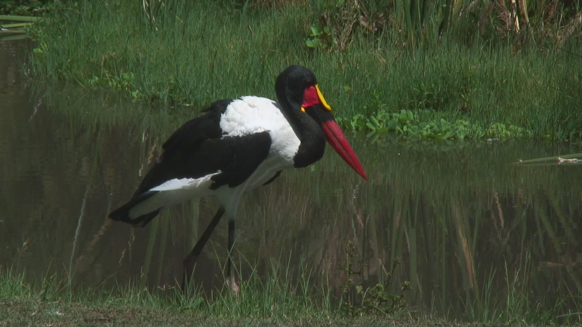 265154542 / Saddle-billed Stork / Bird / Tanzania
