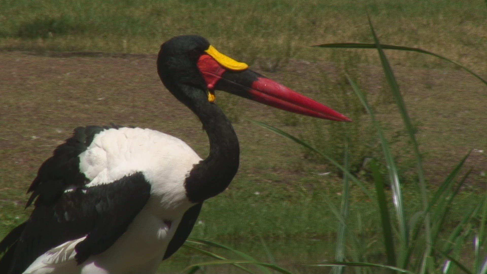 567854041 / Saddle-billed Stork / Bird / Tanzania