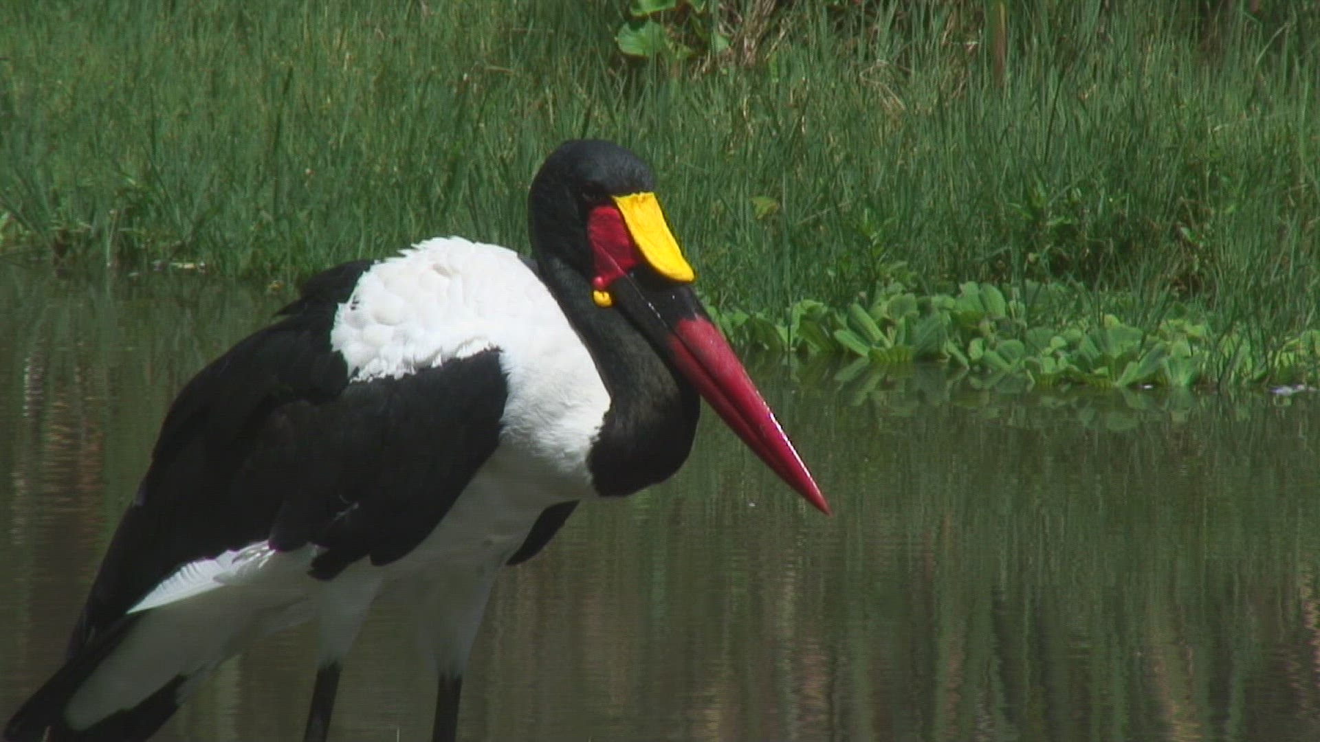668581186 / Saddle-billed Stork / Bird / Tanzania