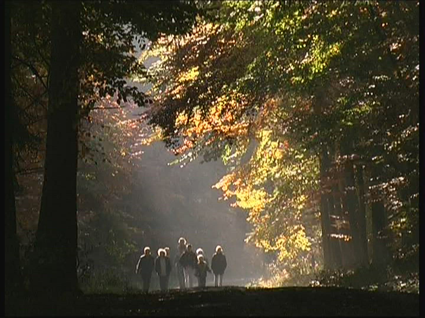 701529382 / Promenade / Deciduous Forest / Autumn / Germany