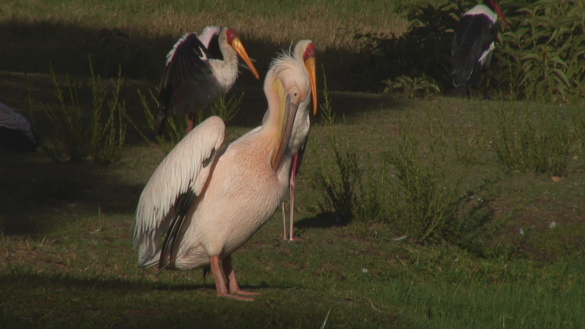 494380037 / Pelican / Tanzania