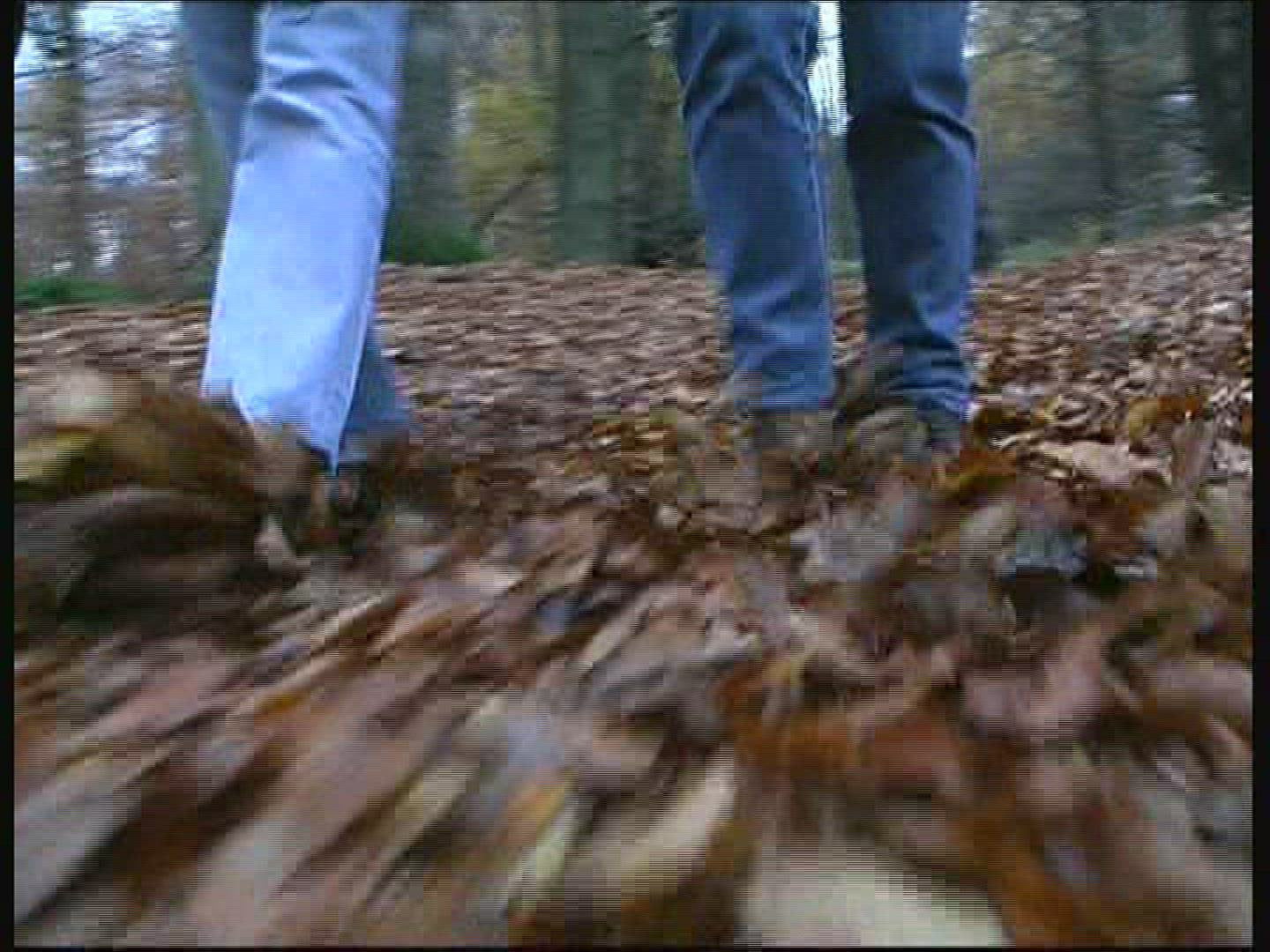 316314485 / Promenade / Deciduous Forest / Autumn / Germany