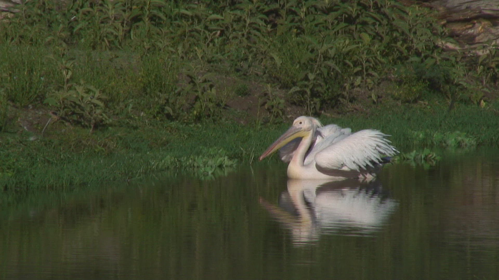 556076436 / Pelican / Tanzania