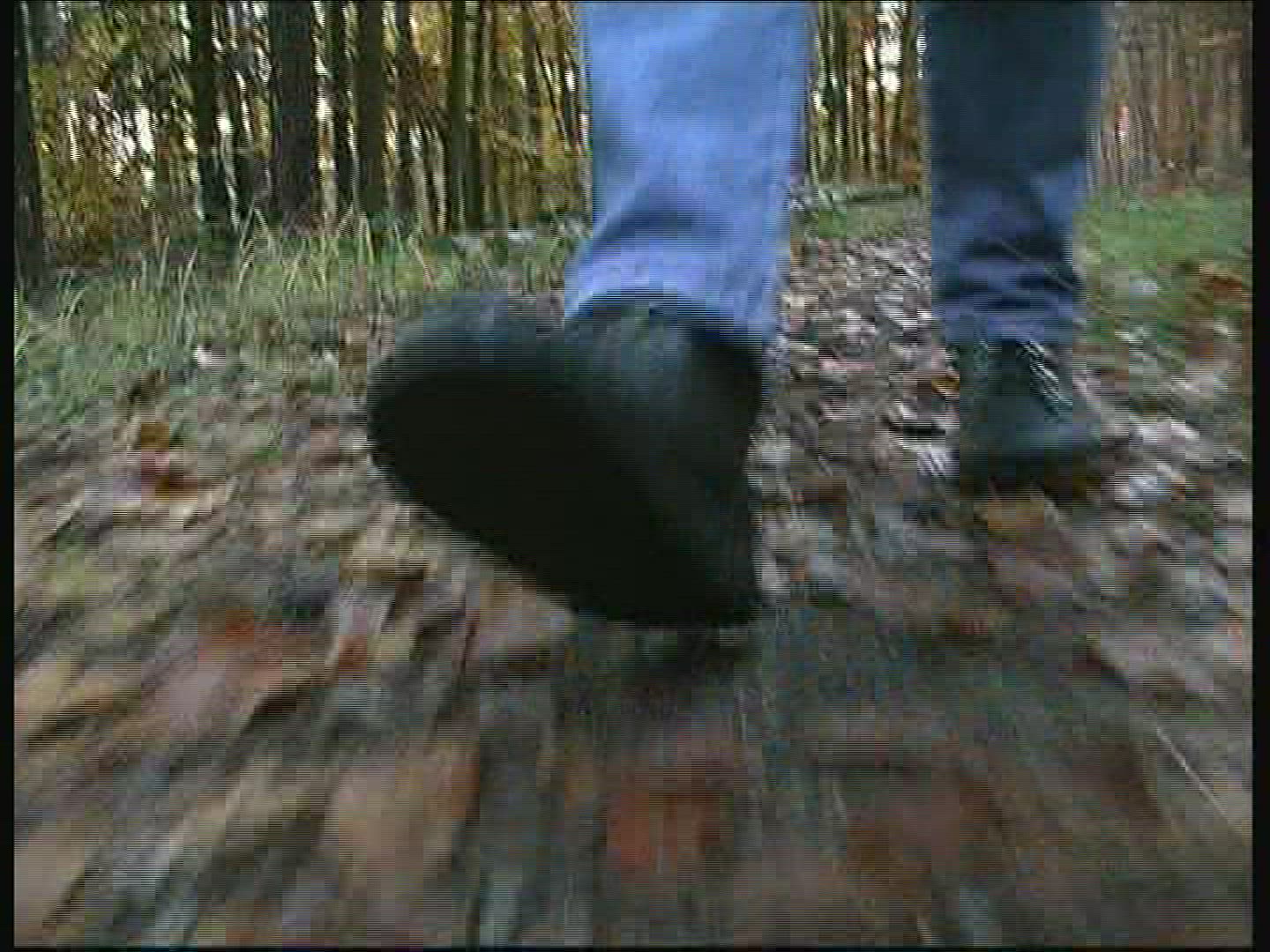 479252846 / Promenade / Deciduous Forest / Autumn / Germany