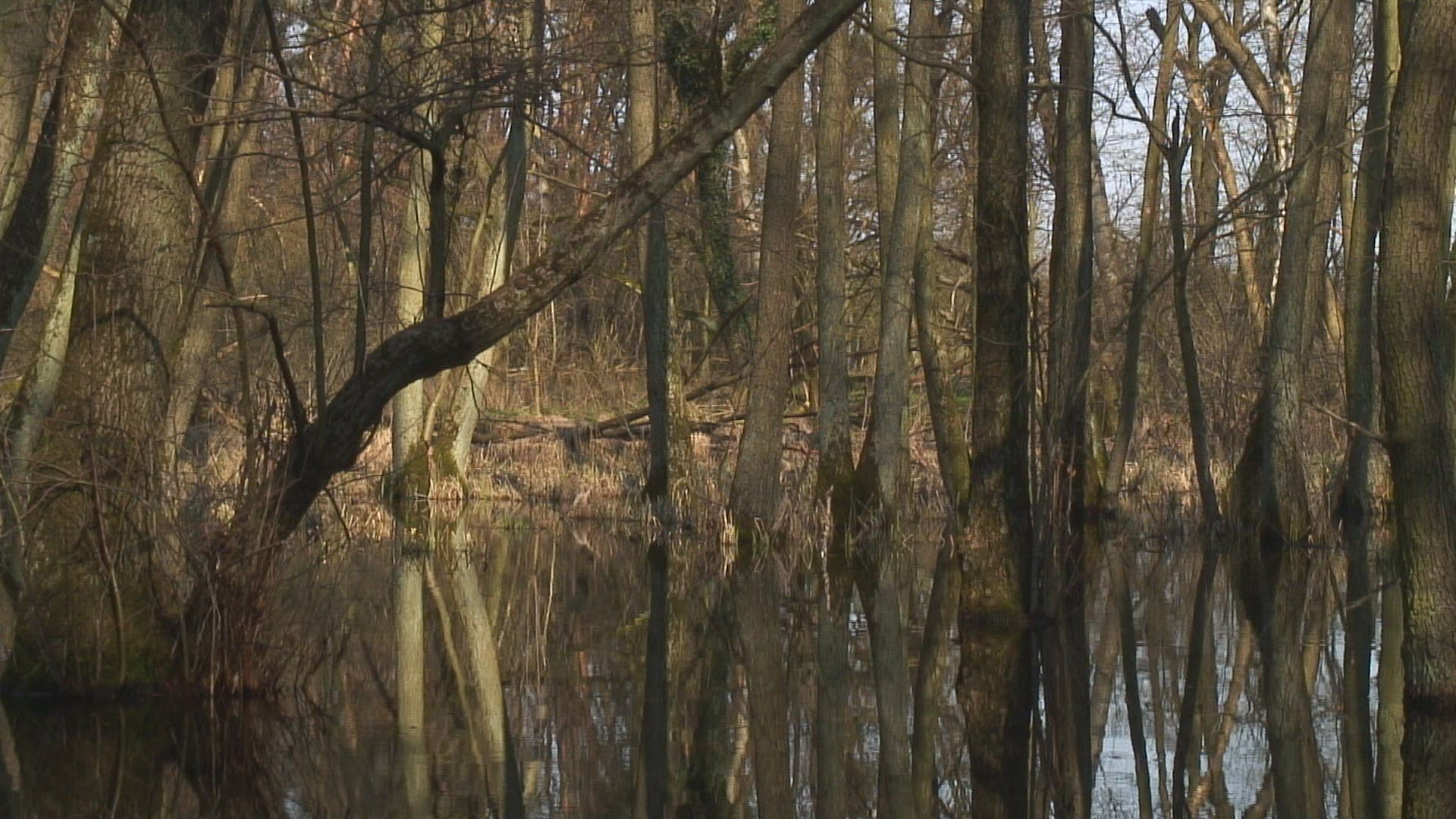 985726594 / Lowland Forest / Hessen / Germany