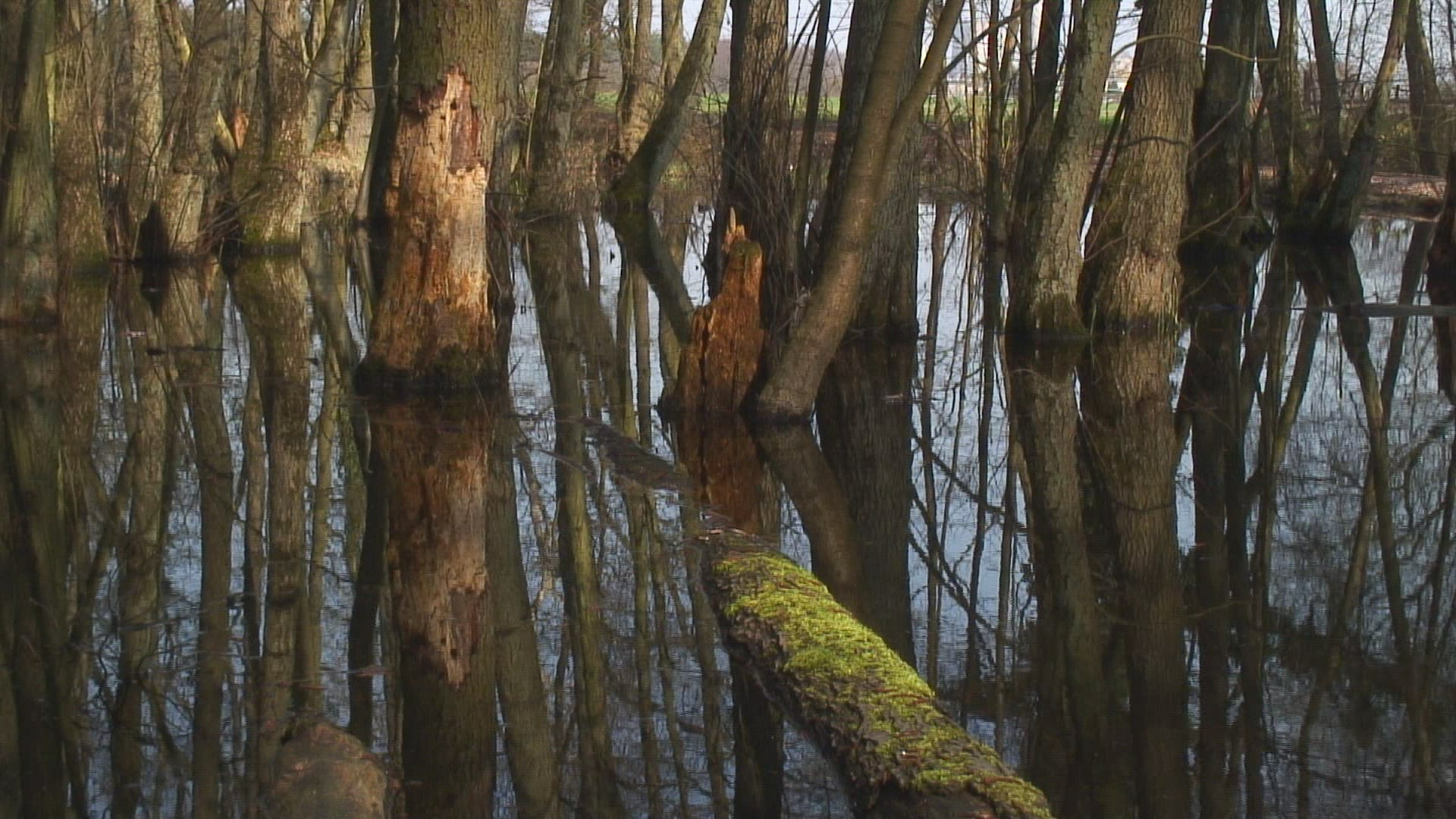648246974 / Lowland Forest / Hessen / Germany
