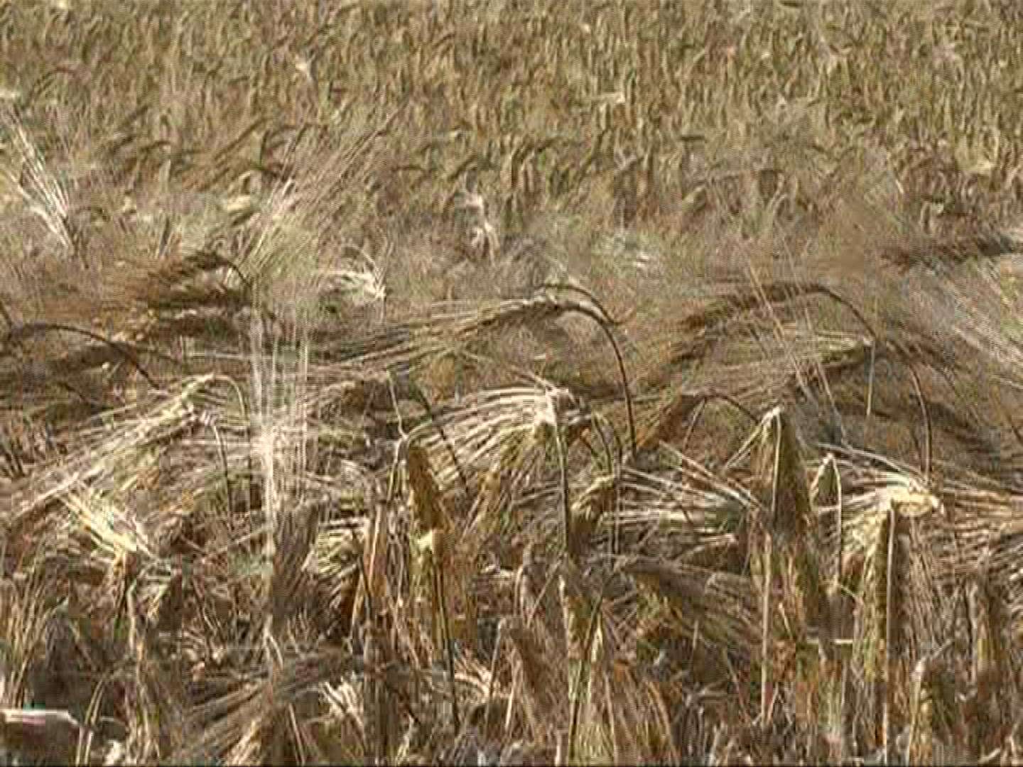 645455523 / Barley Field / Germany