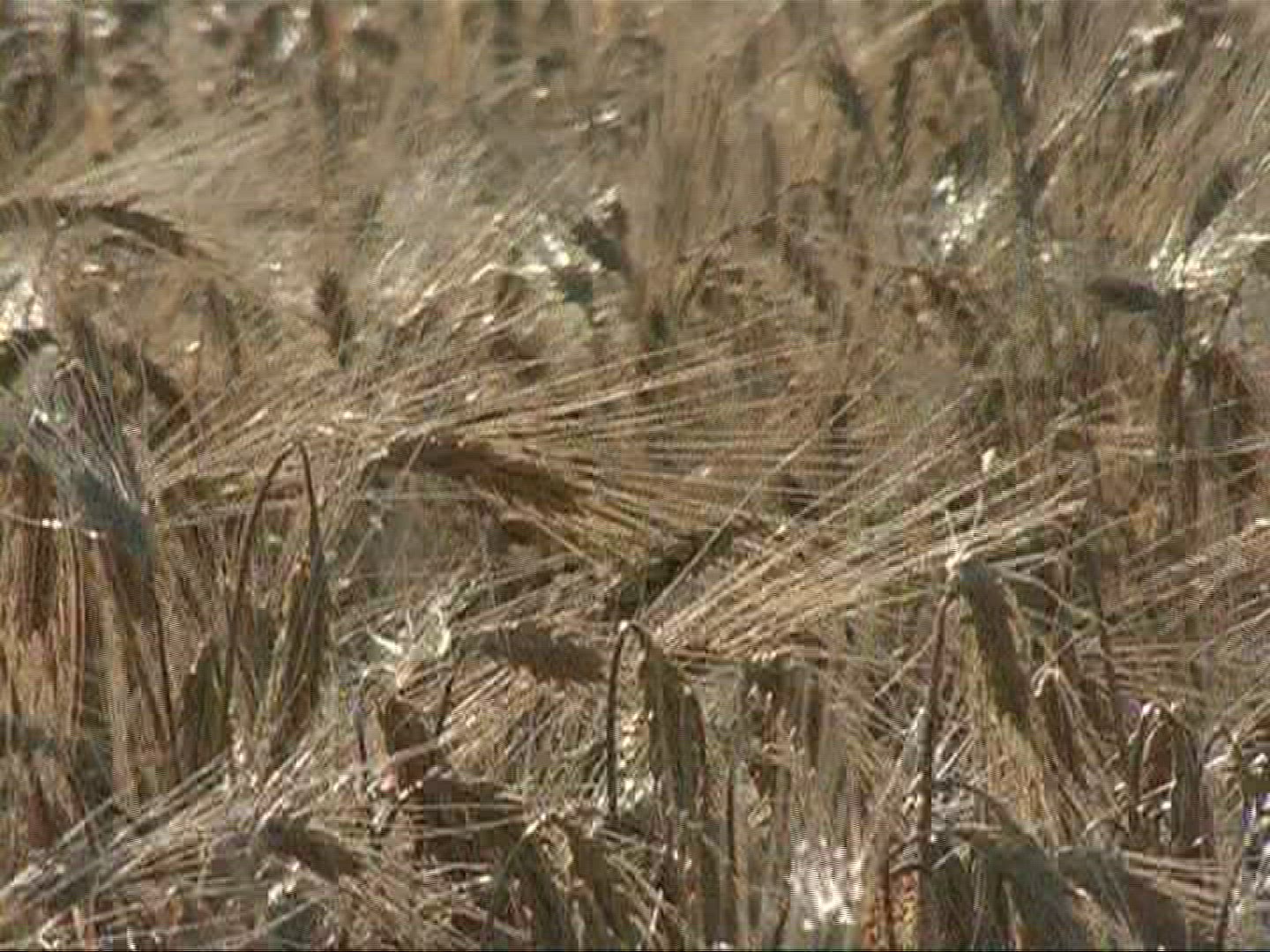 180990387 / Barley Field / Germany