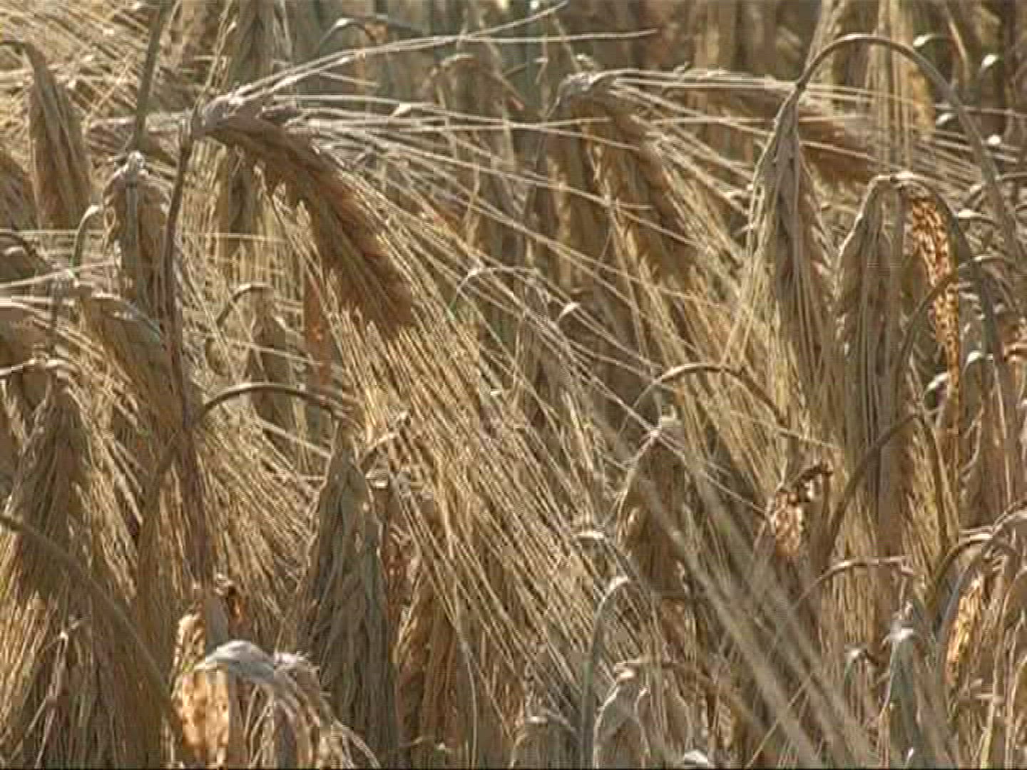 320192455 / Barley Field / Germany
