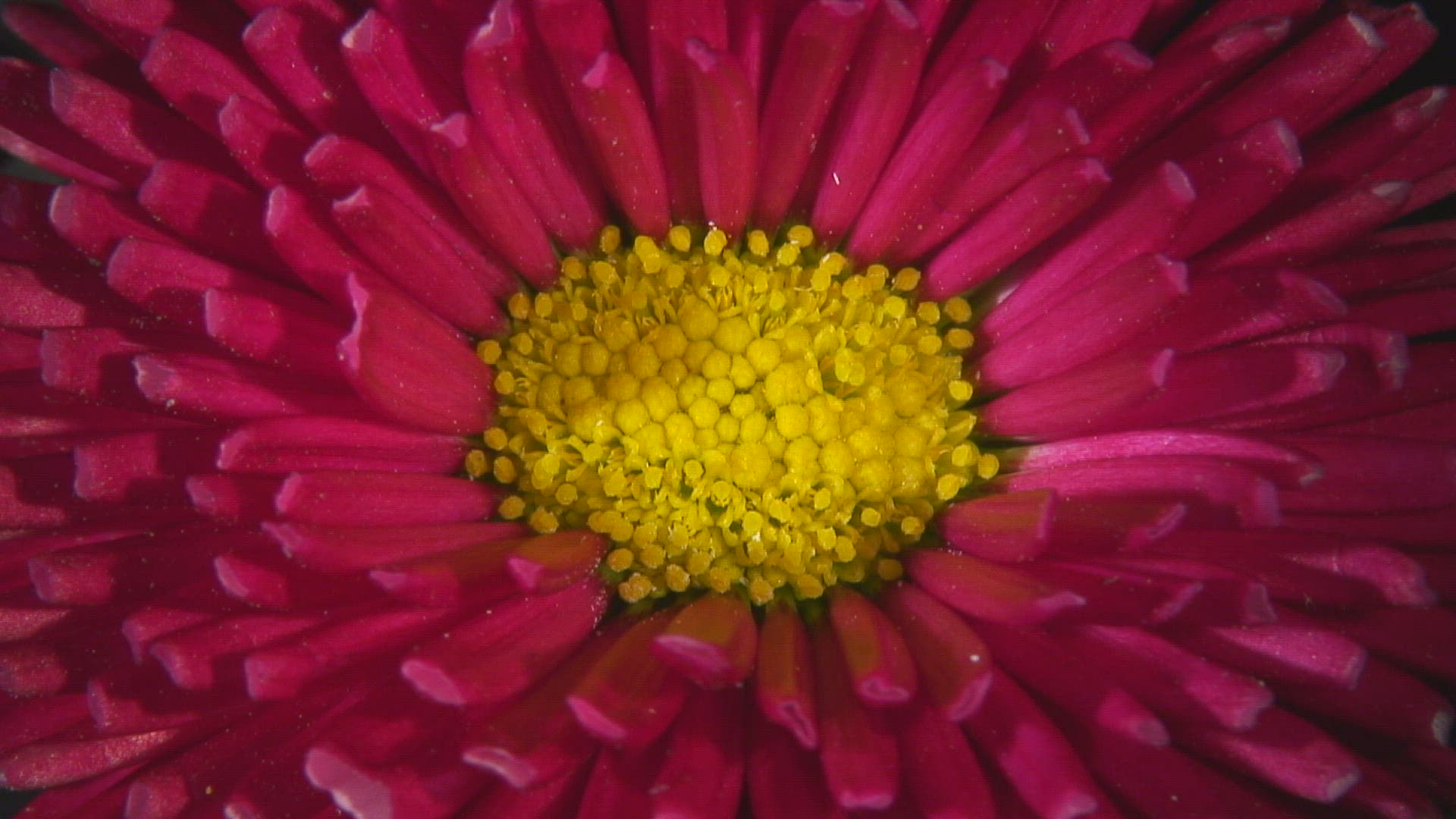 450437475 / Blossom / Daisy