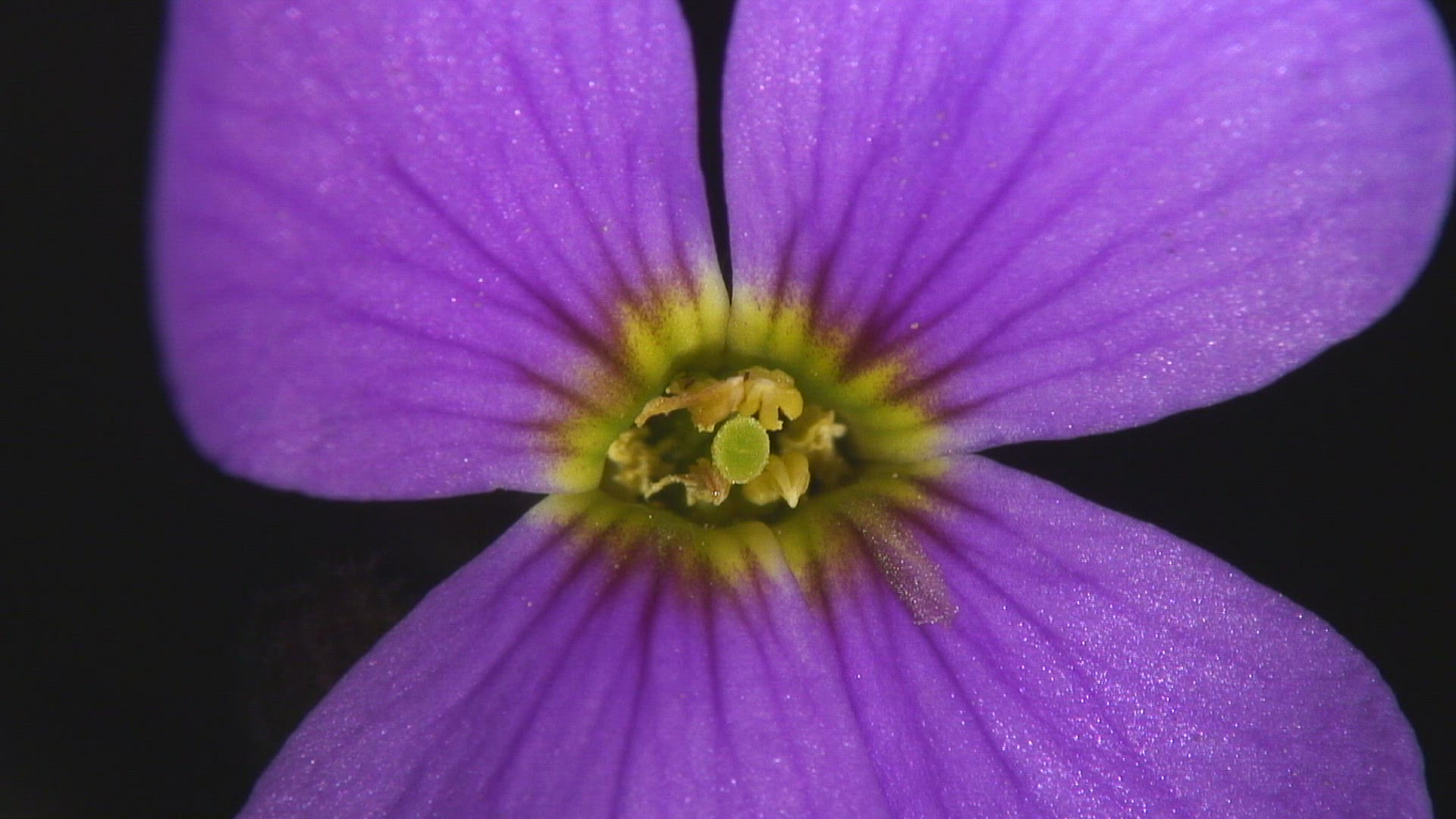 751799738 / Blossom / Purple