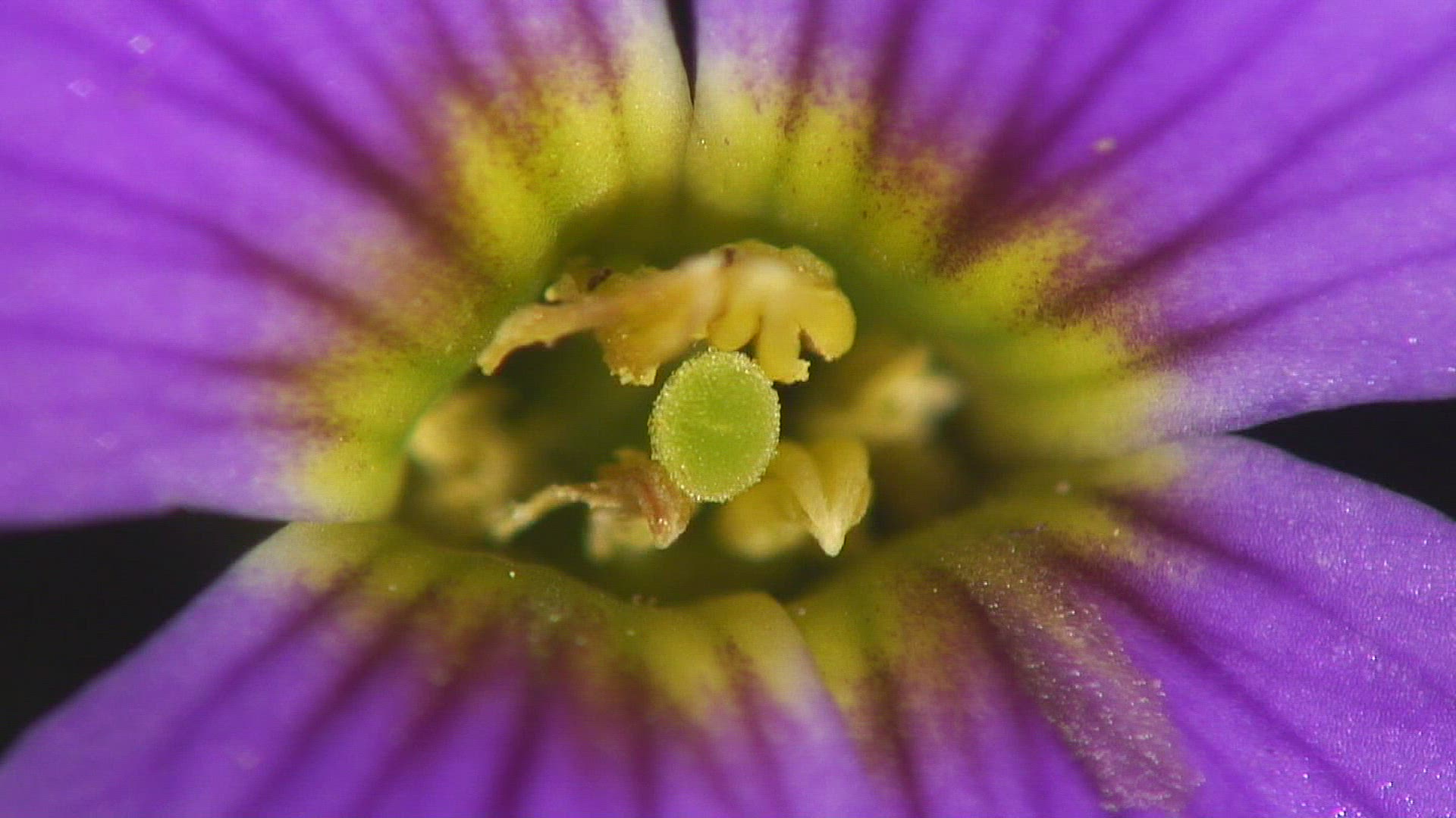 360543704 / Blossom / Purple