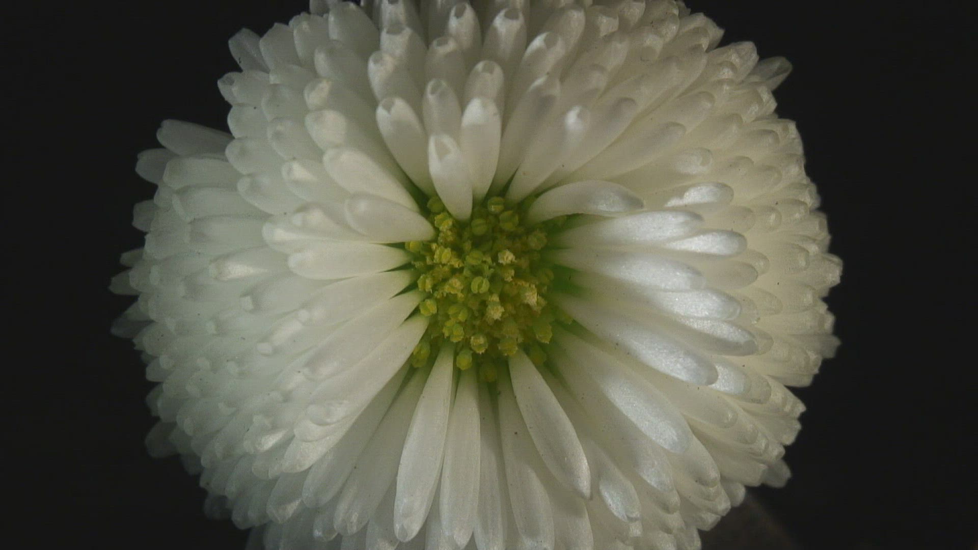 300822491 / Blossom / Daisy