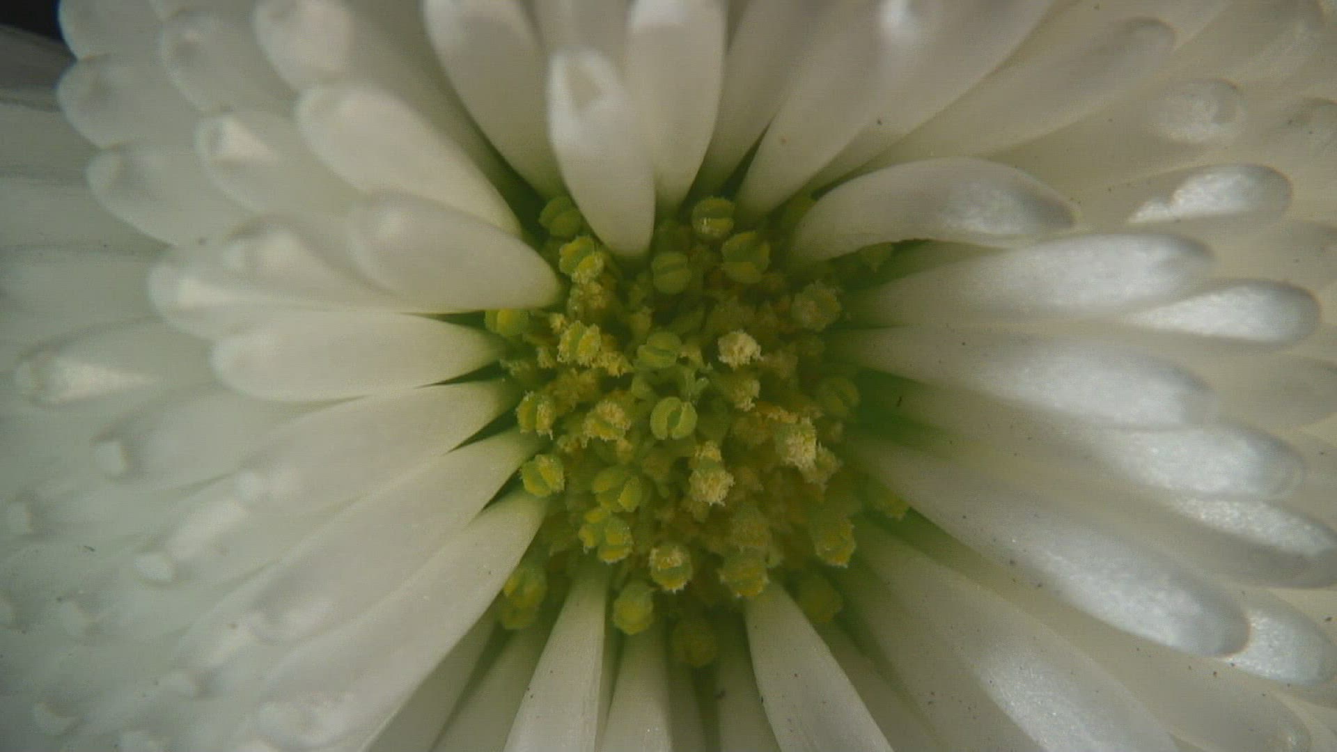 707542033 / Blossom / Daisy