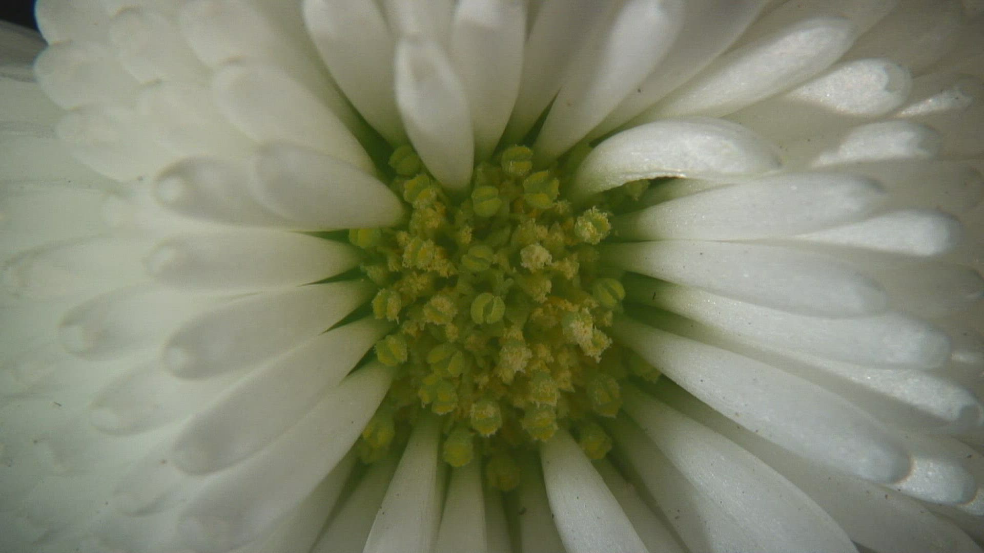 483012610 / Blossom / Daisy