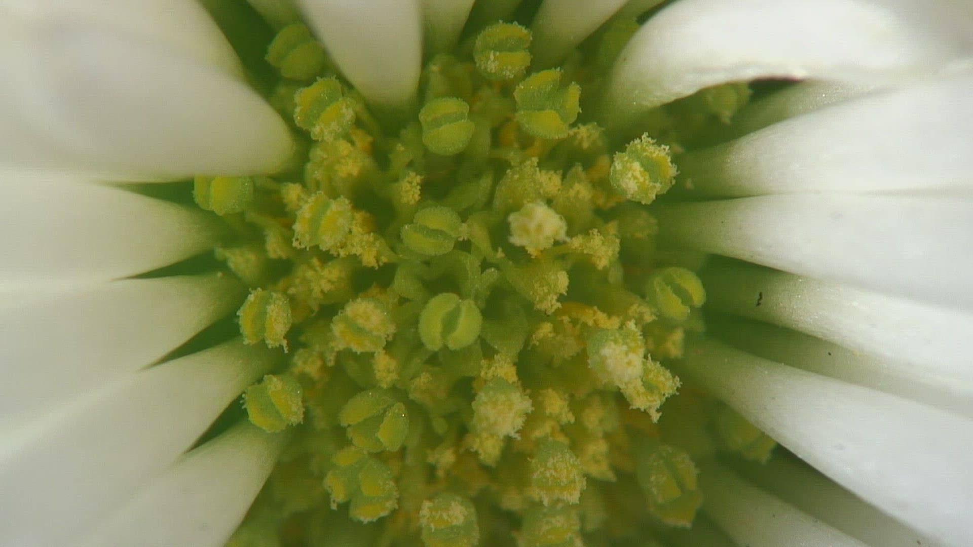 312271556 / Blossom / Daisy