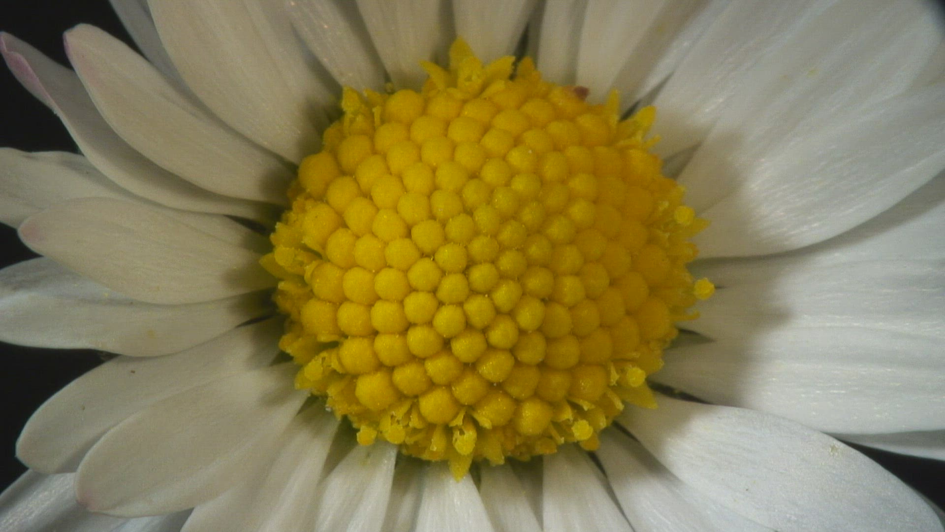 475612990 / Blossom / Daisy