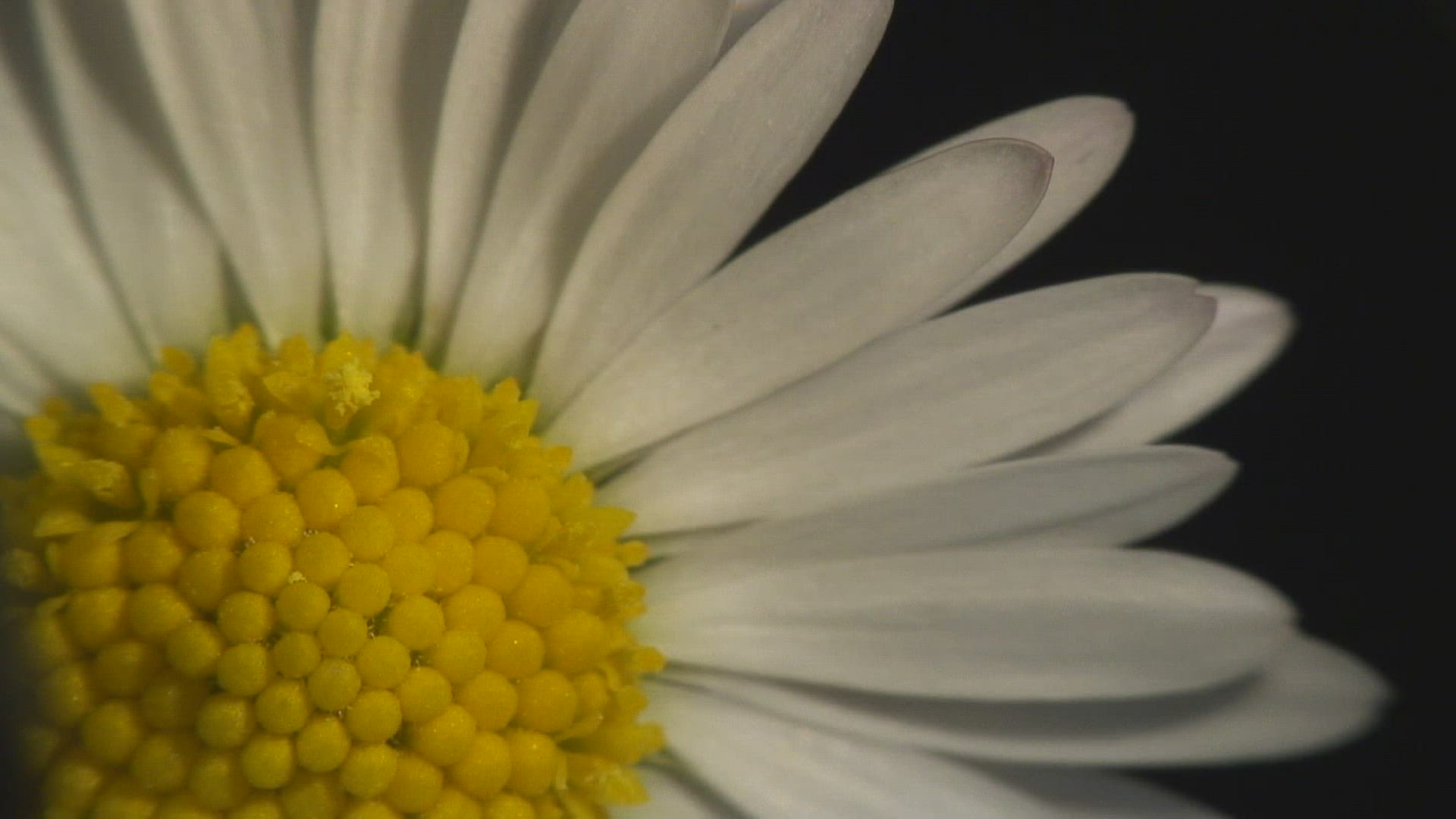 194774434 / Blossom / Daisy