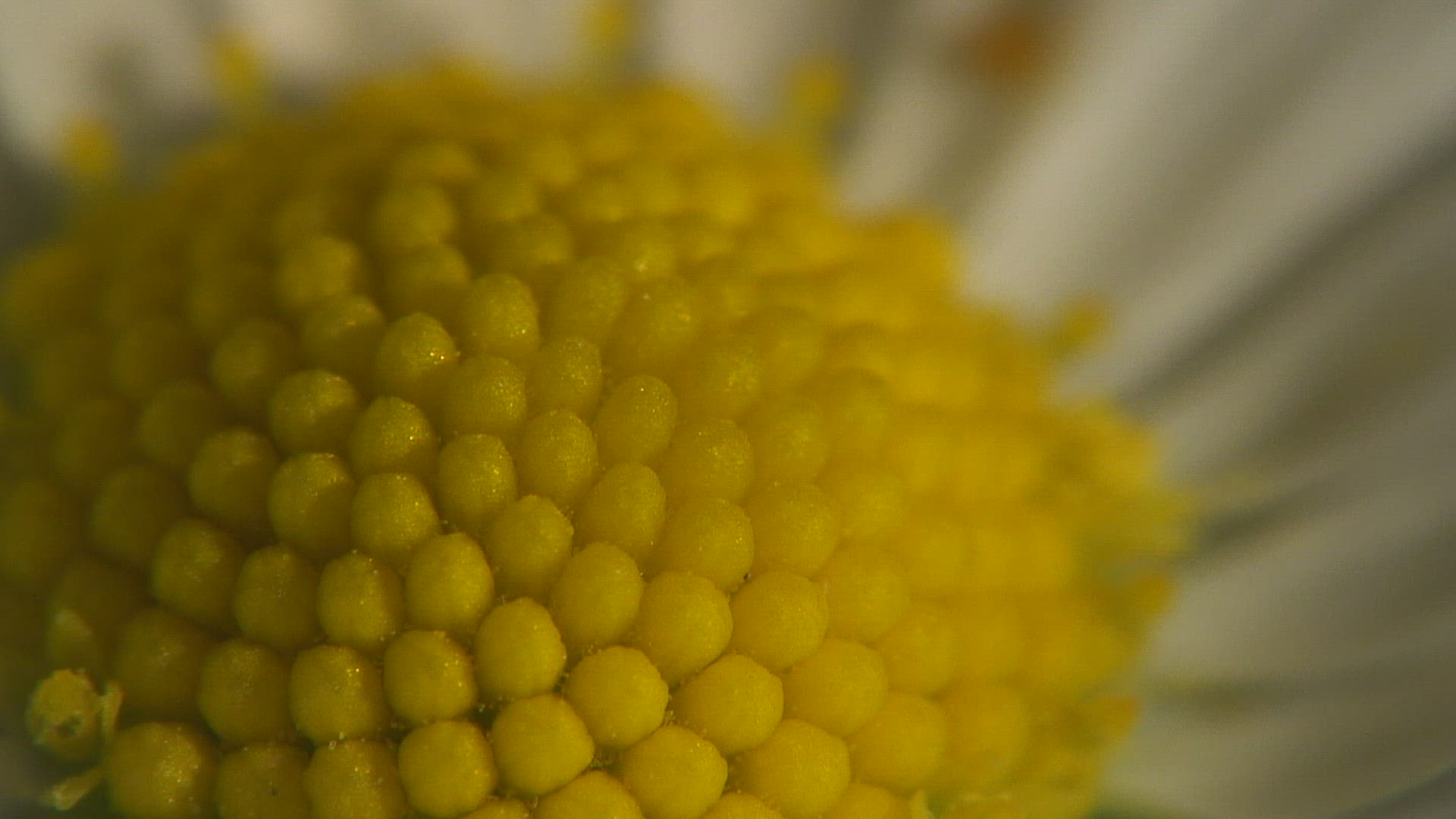 923104777 / Blossom / Daisy