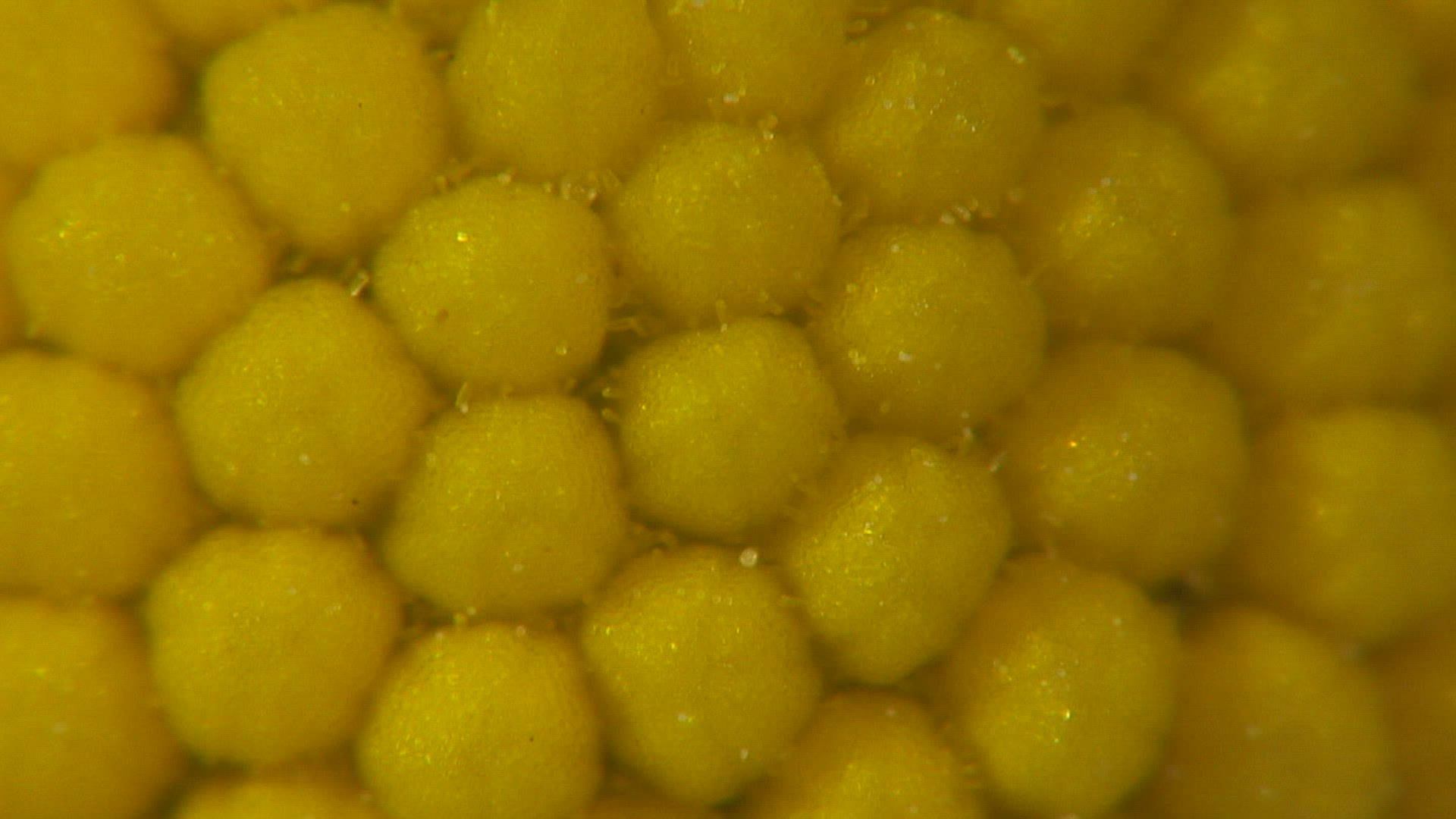 798298348 / Blossom / Daisy