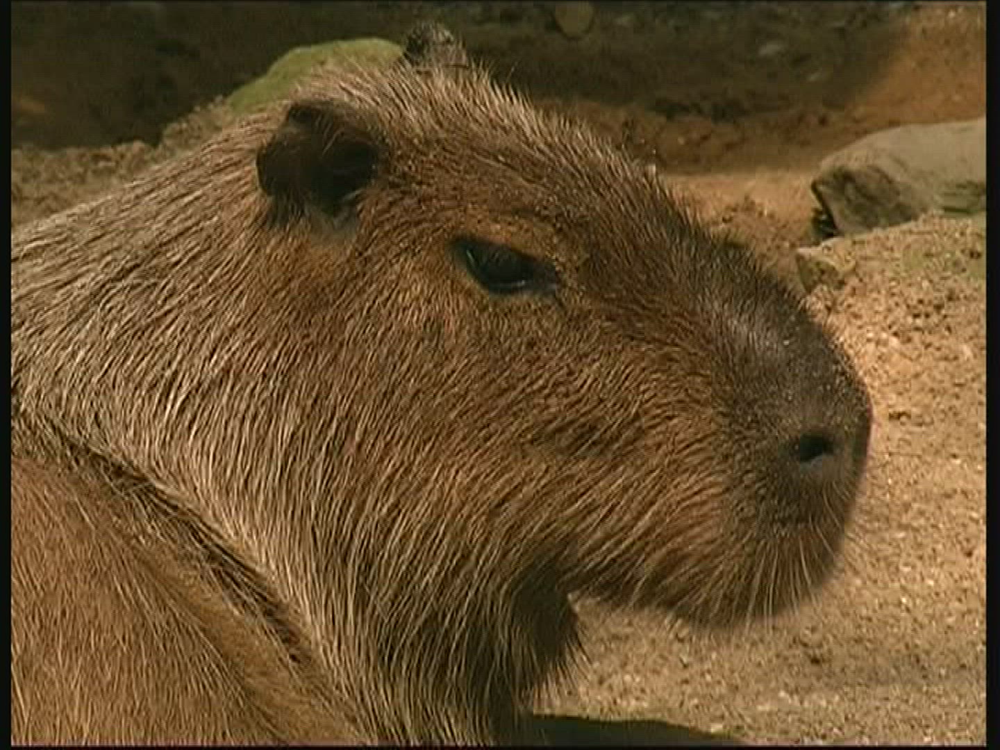 832675578 / Capybara / Resting / Netherlands