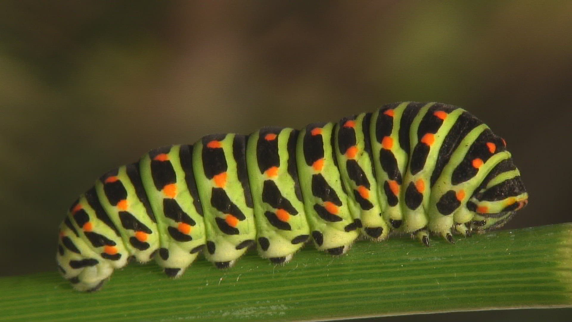 462298962 / Swallowtail / Caterpillar / Stipe