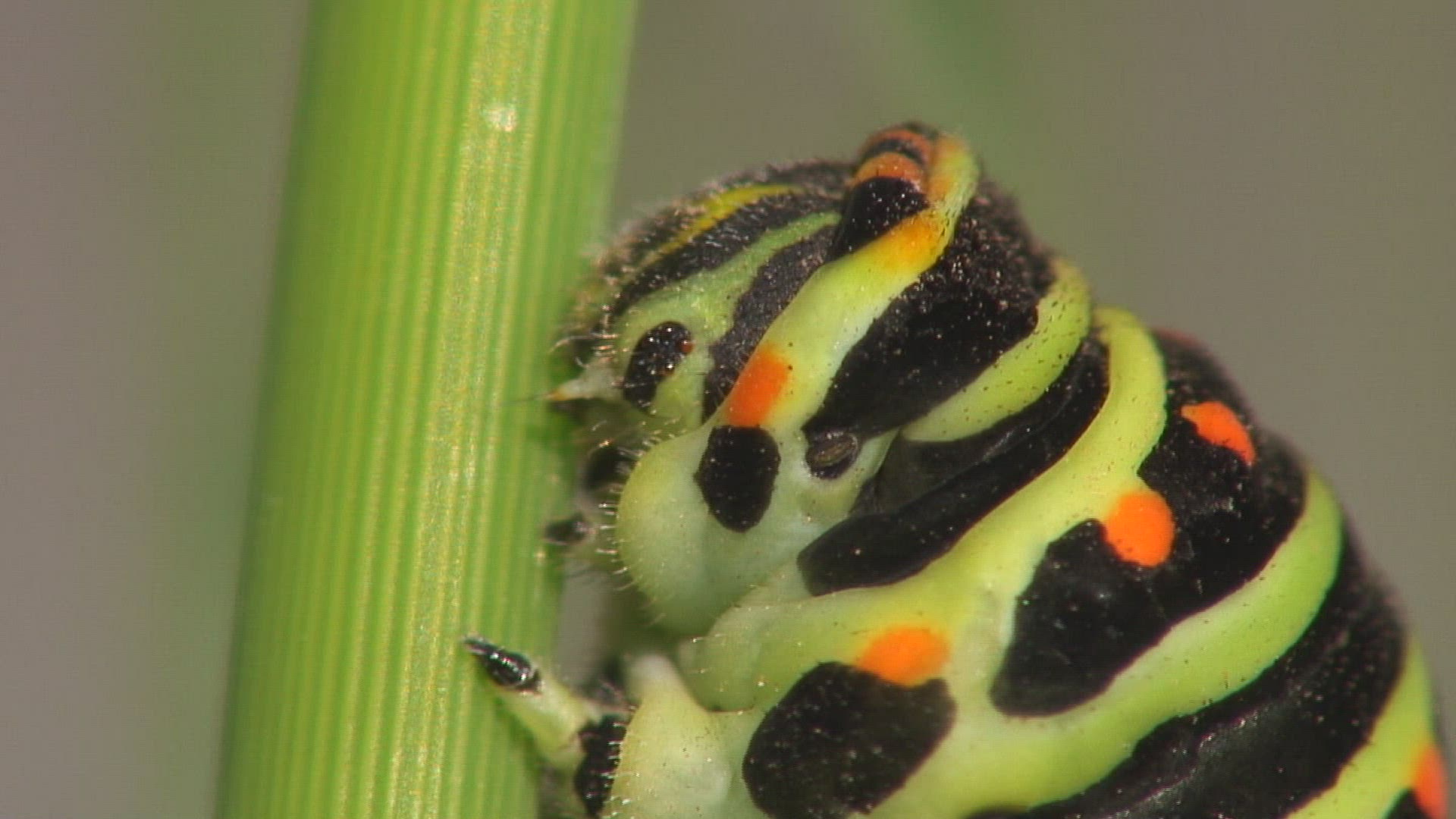 894846129 / Swallowtail / Caterpillar / Stipe