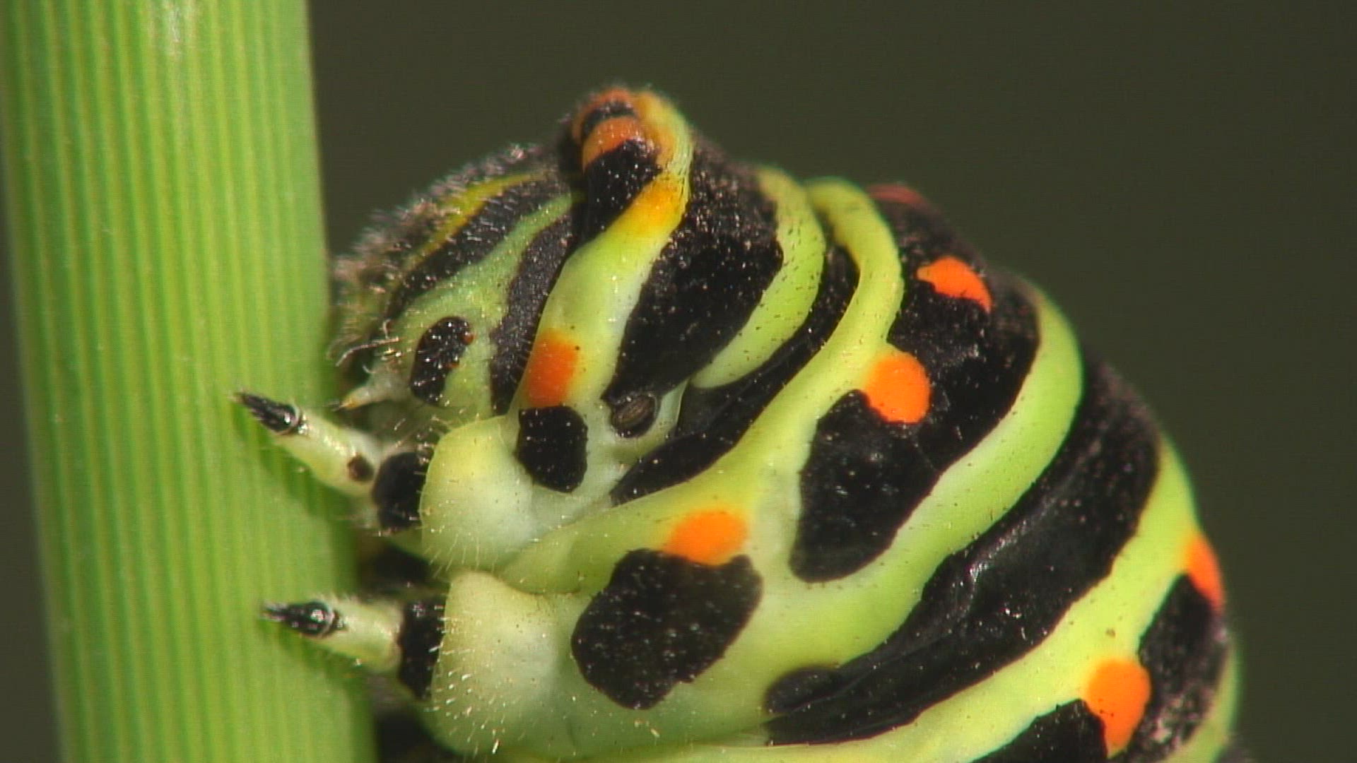 656886303 / Swallowtail / Caterpillar / Stipe