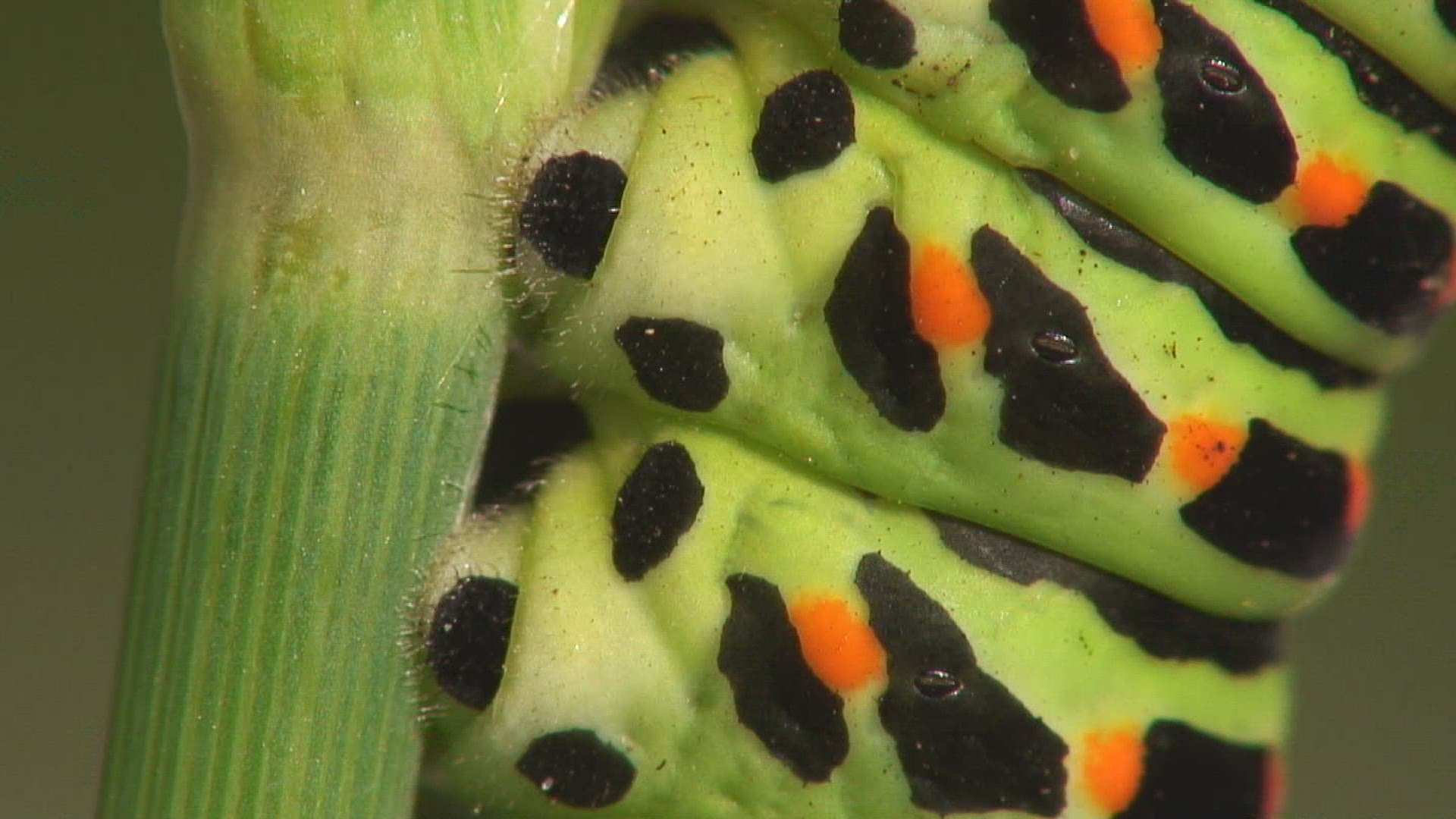 332186572 / Swallowtail / Caterpillar / Stipe