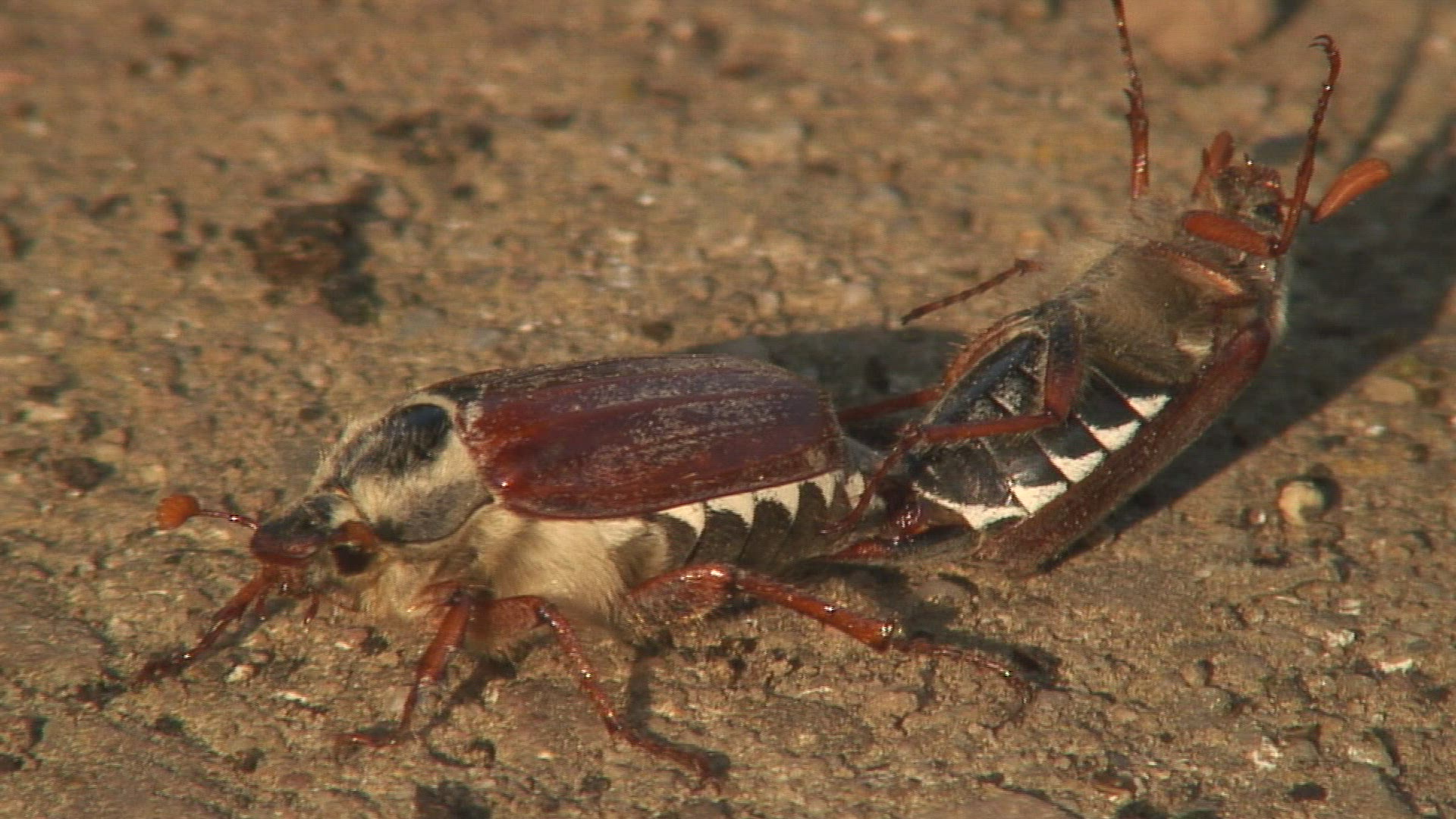 950675361 / Common Cockchafer / Mating