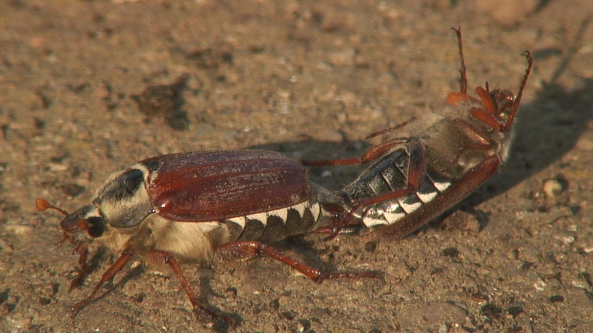 817309002 / Common Cockchafer / Mating