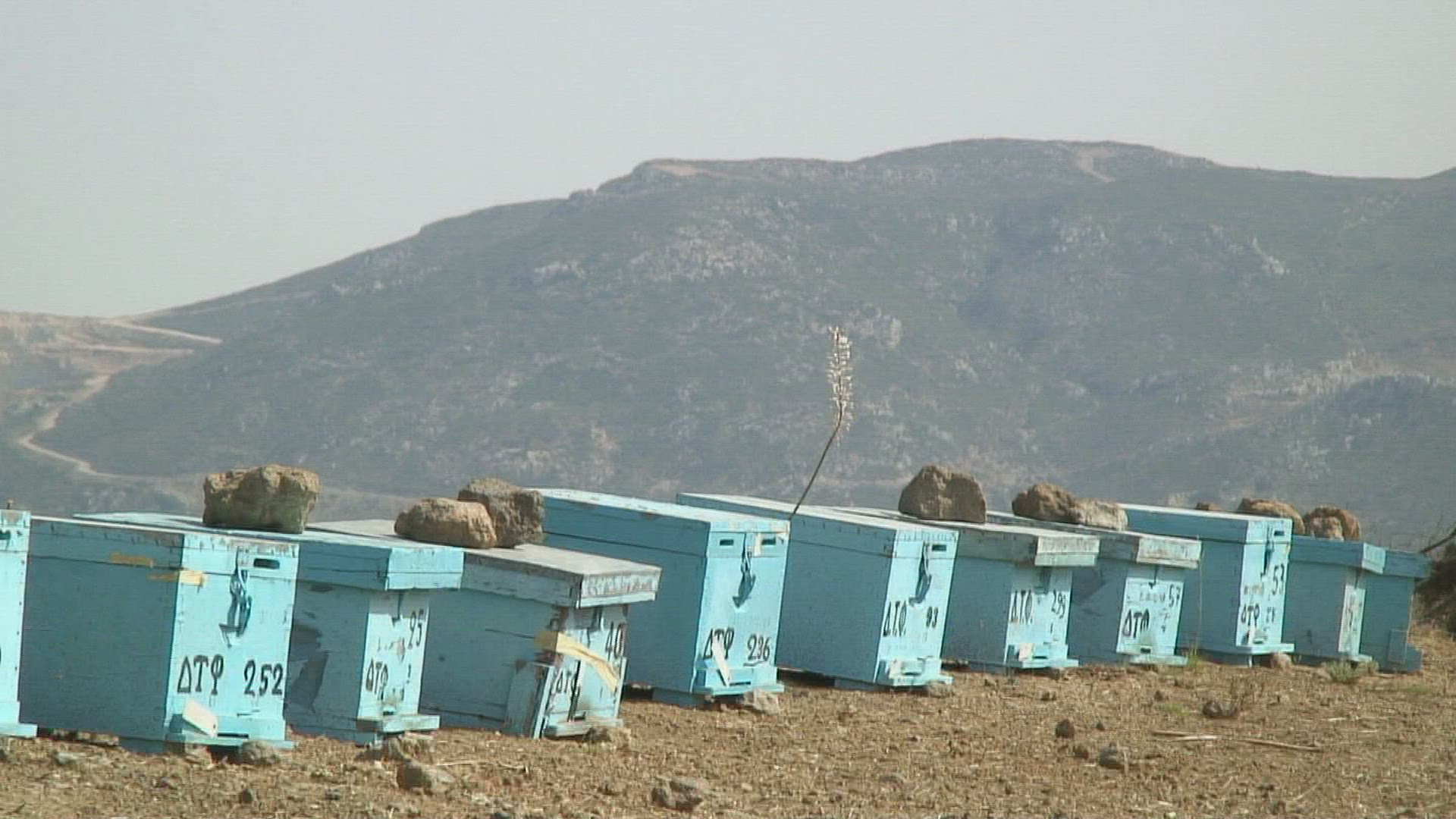 430097350 / Beehive / Honey Production / Kos / Greece