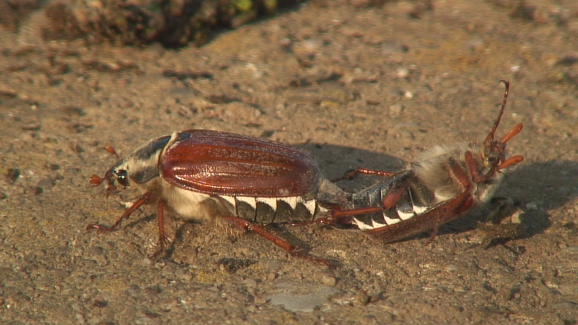 334327664 / Common Cockchafer / Mating