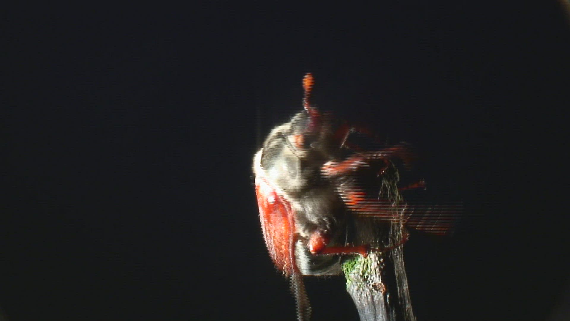 339689255 / Common Cockchafer / Stipe / Climbing