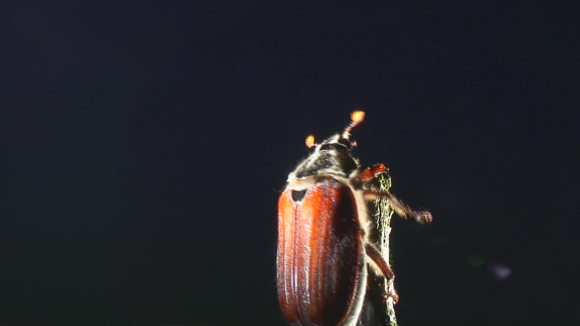 162678147 / Common Cockchafer / Stipe / Climbing