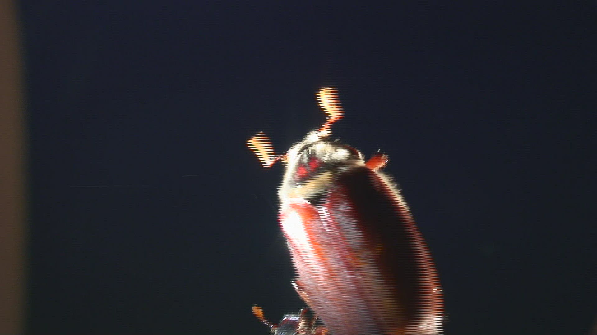 301070261 / Common Cockchafer / Stipe / Climbing